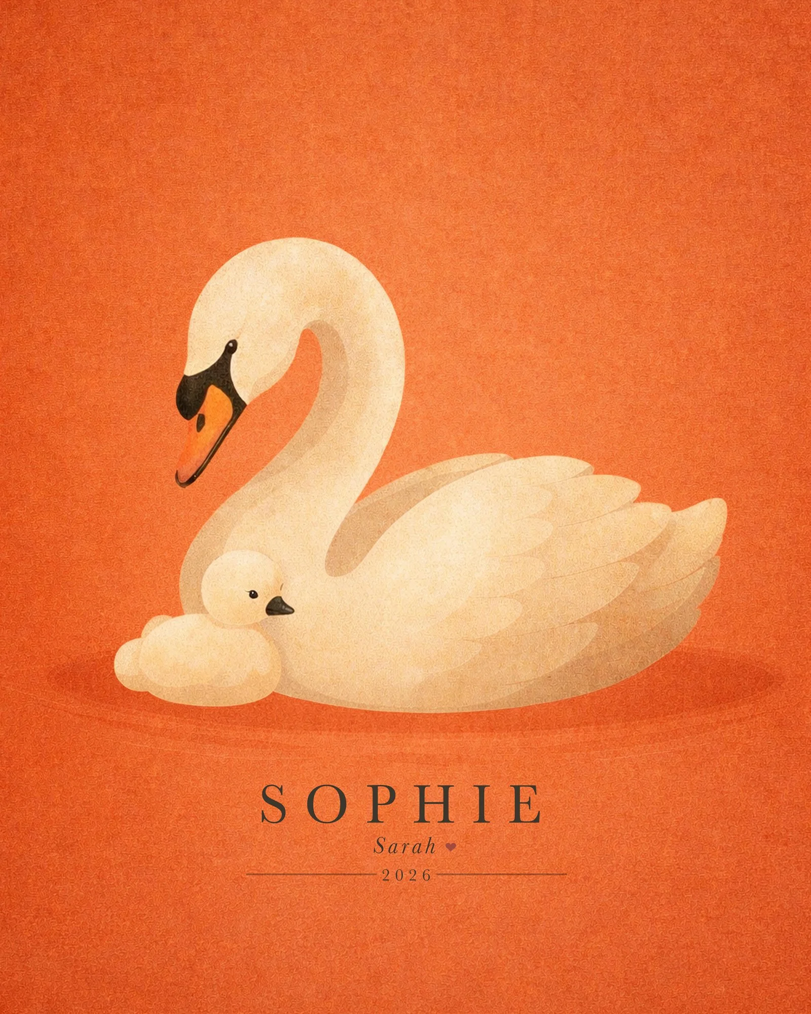 Swan_Cygnet_1.jpg