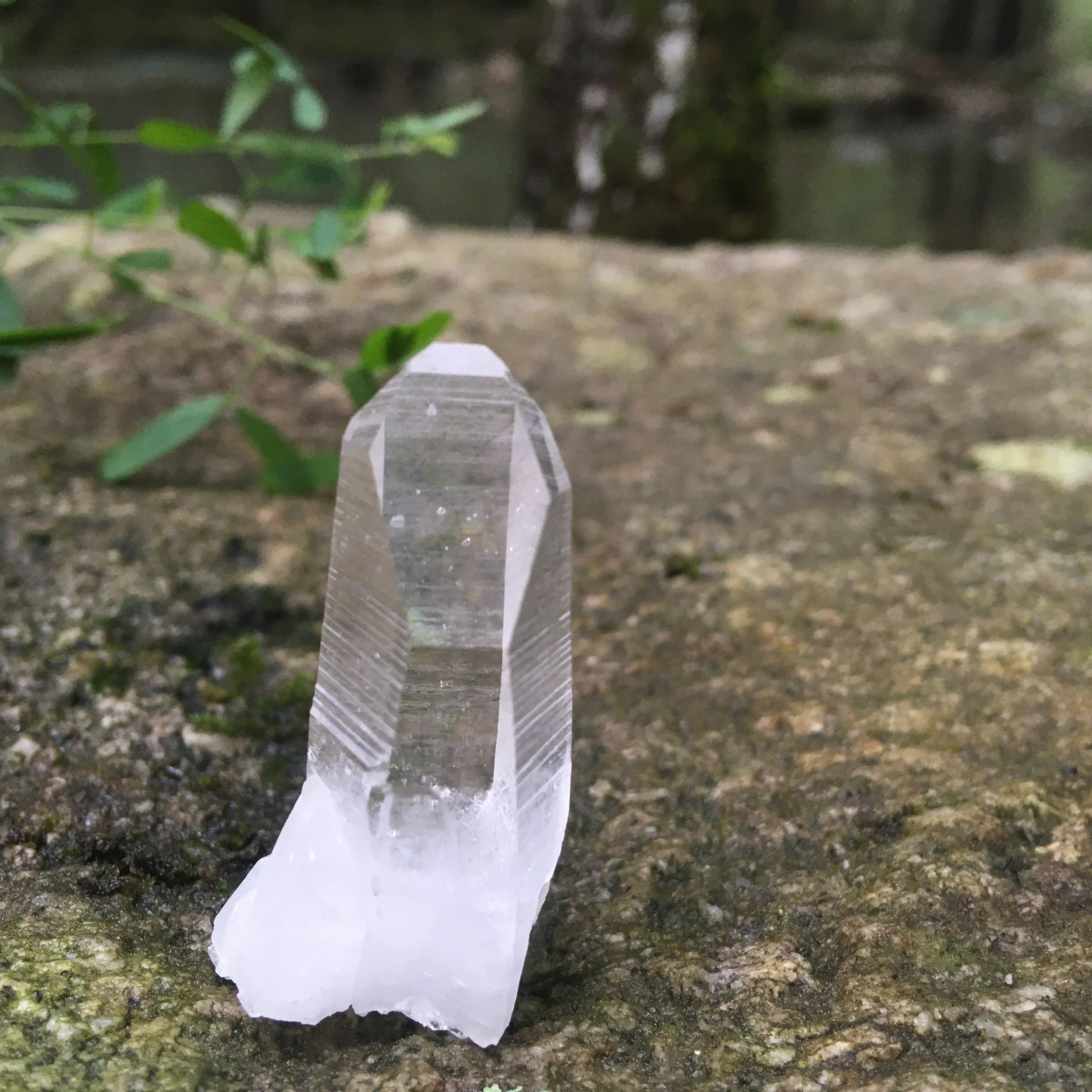 Willie Rickard Rock Farm