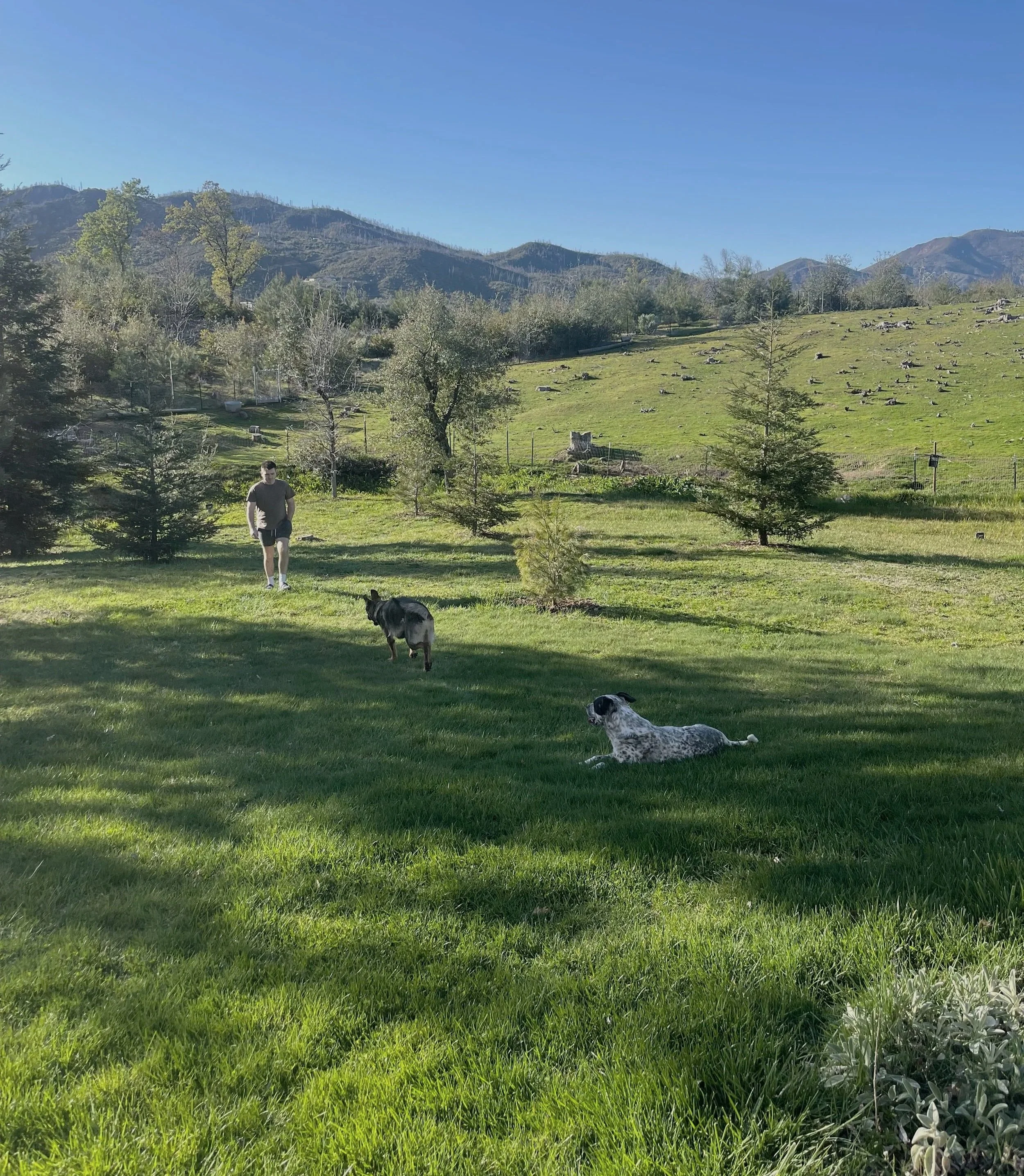 A person walking on a grassy field with two dogs, one standing and one lying down, in a mountainous landscape with trees and hills in the background.