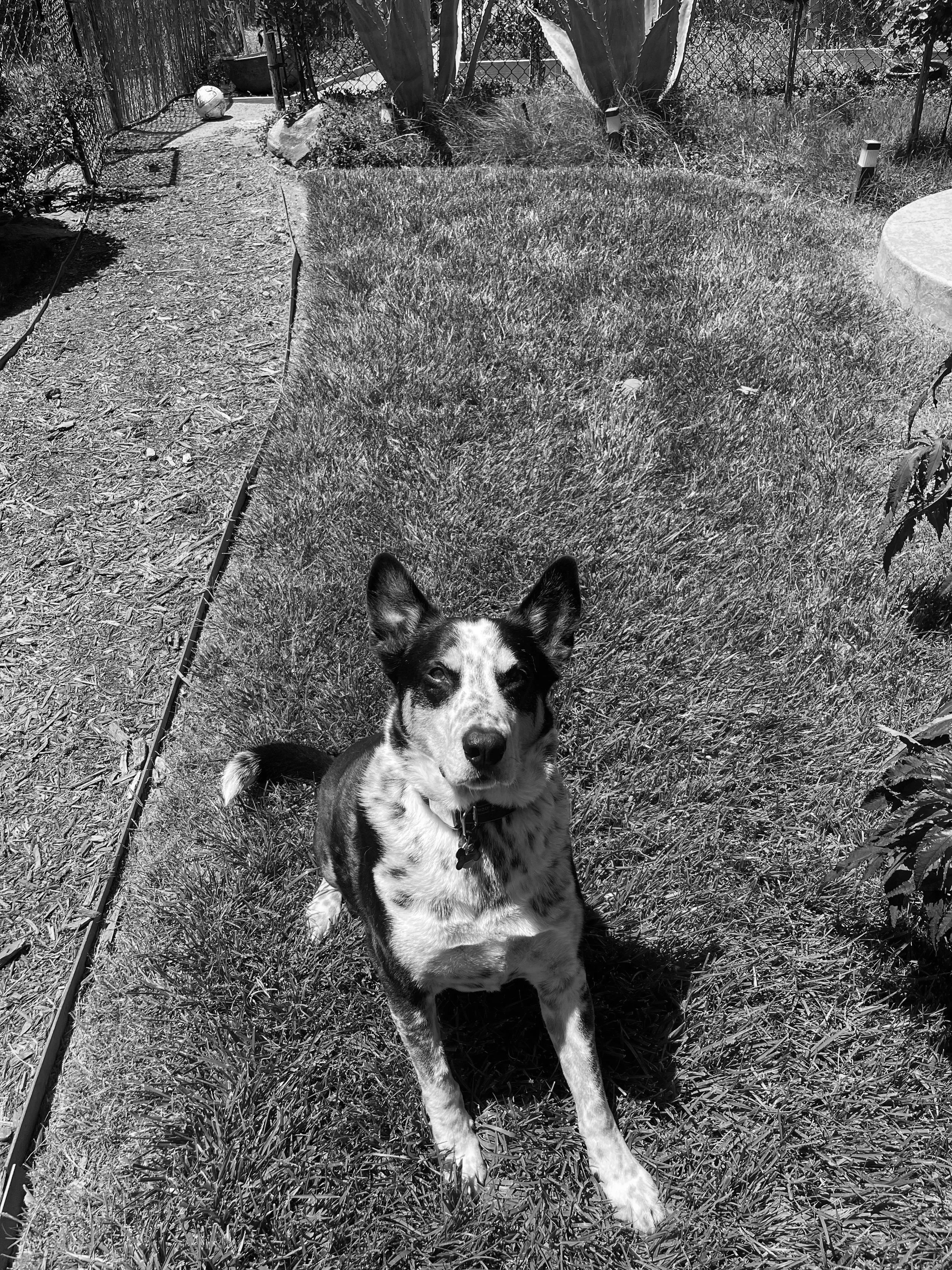 Black and white photo of a dog sitting on the grass in a backyard, with plants, a fence, and a pathway visible in the background.