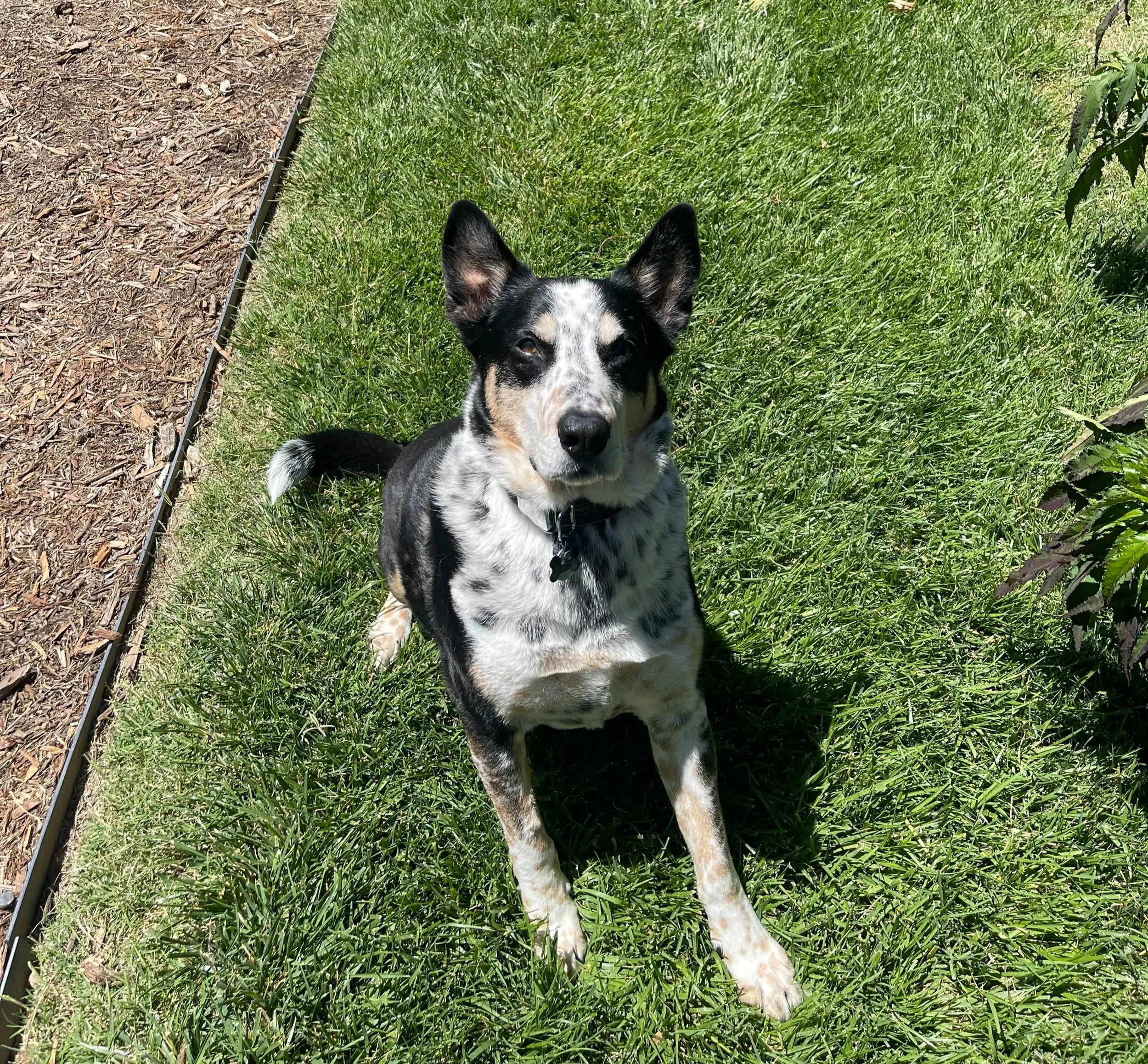A black and white speckled dog with one eye closed, sitting on green grass in sunlight, next to a garden bed.
