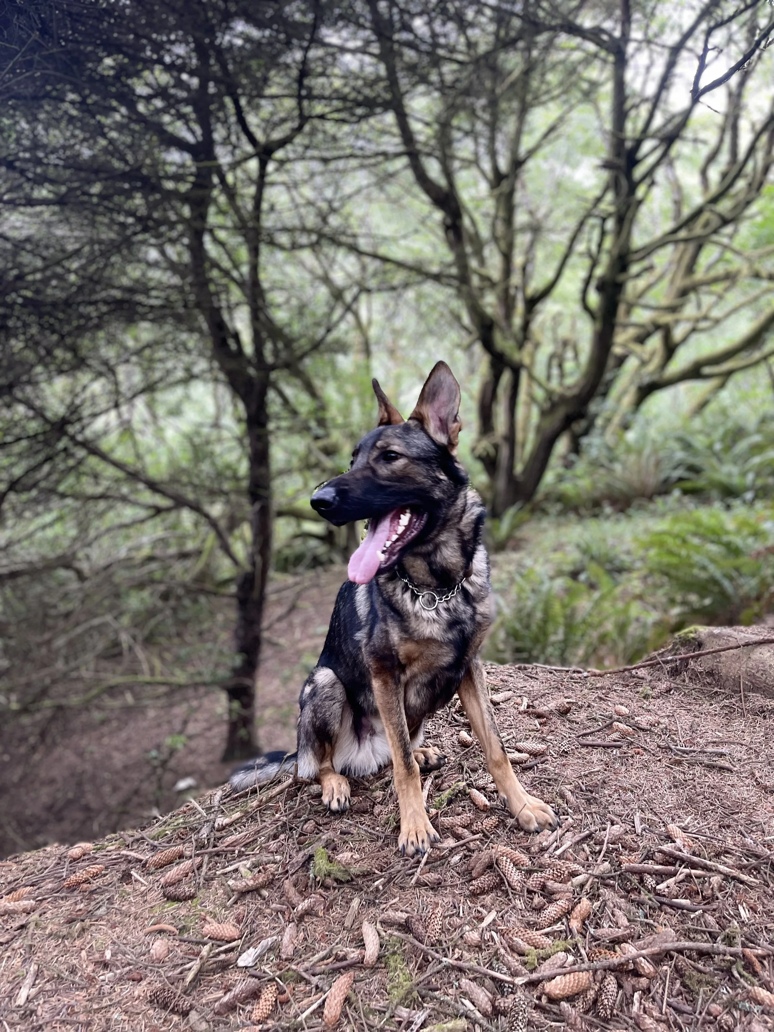 A dog sitting on a forest floor surrounded by trees and greenery