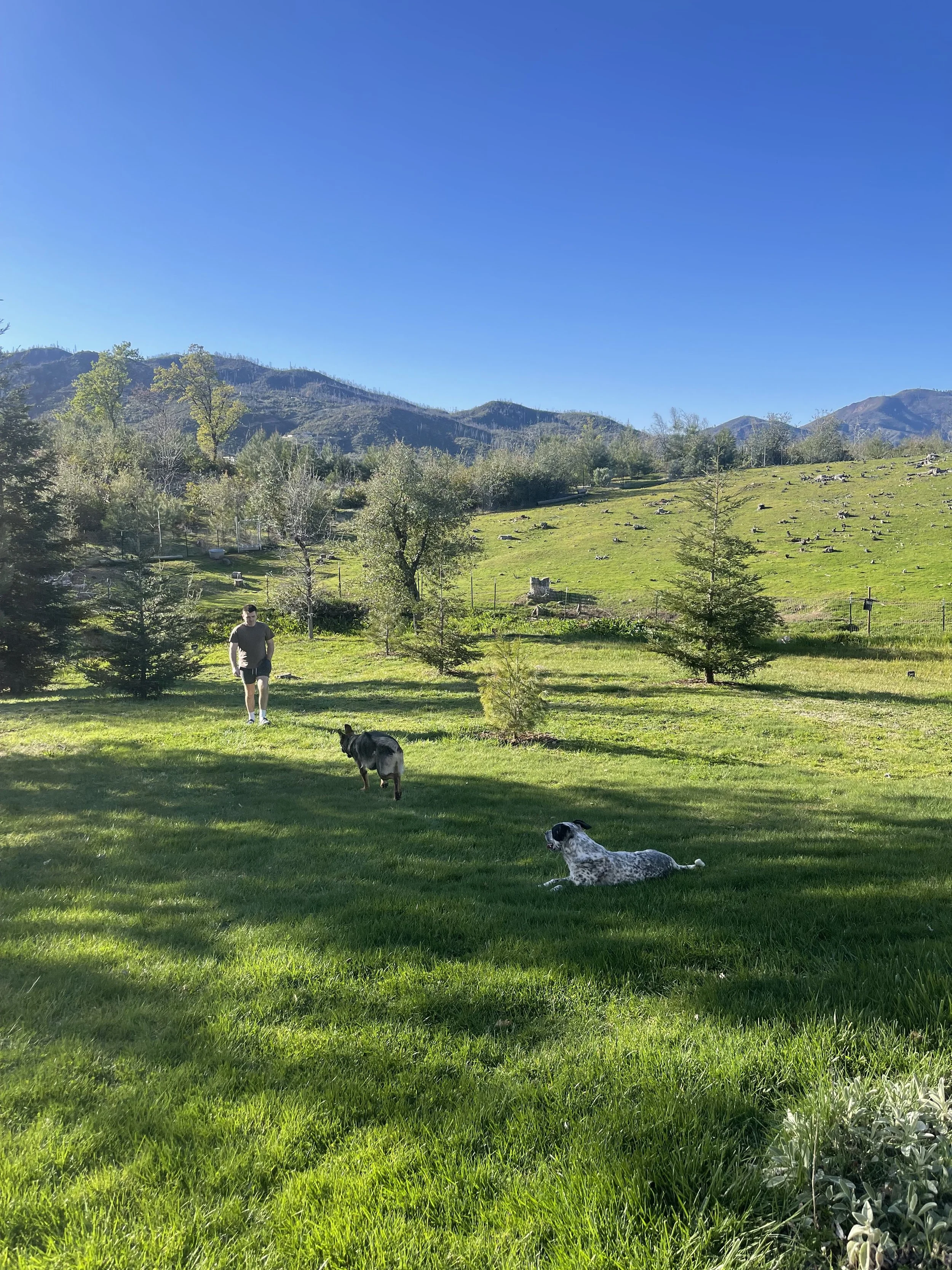 A person walking on a grassy field with two dogs, one lying down and one standing, against a backdrop of trees, hills, and mountains on a sunny day.
