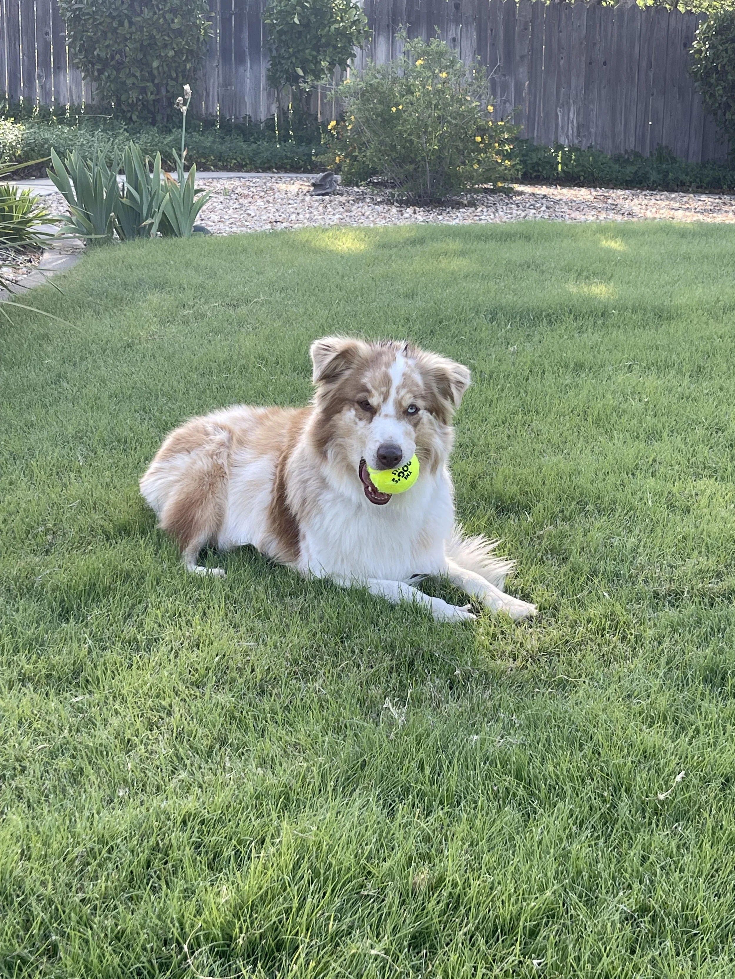 A dog with a multicolored coat lying on the grass, holding a yellow tennis ball in its mouth, in a backyard with a wooden fence, bushes, and plants.