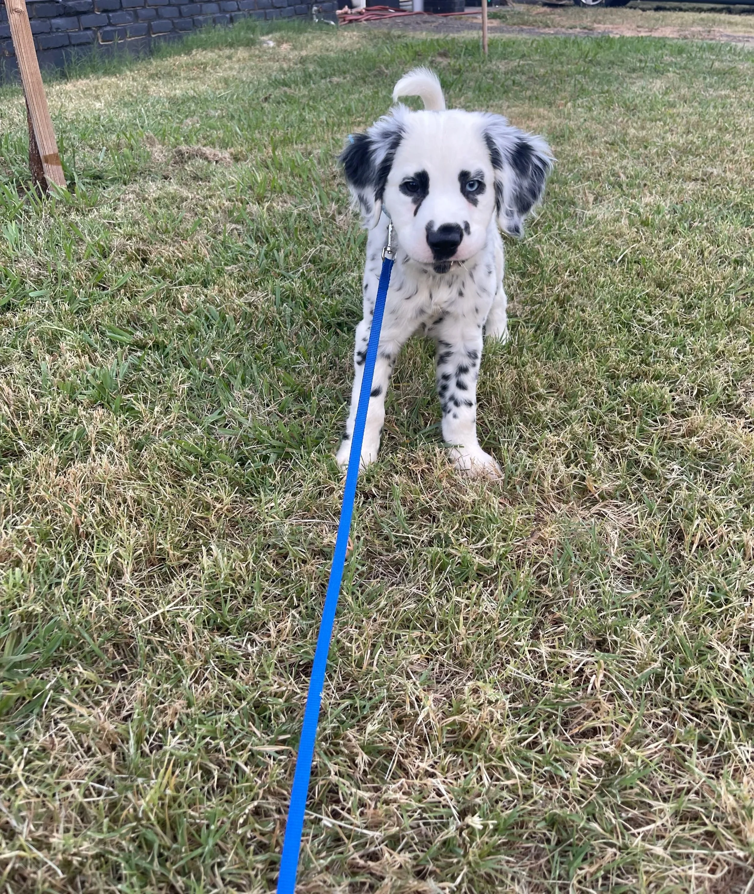 Young Dalmation puppy with blue eyes on a leash, standing on grass in a yard.