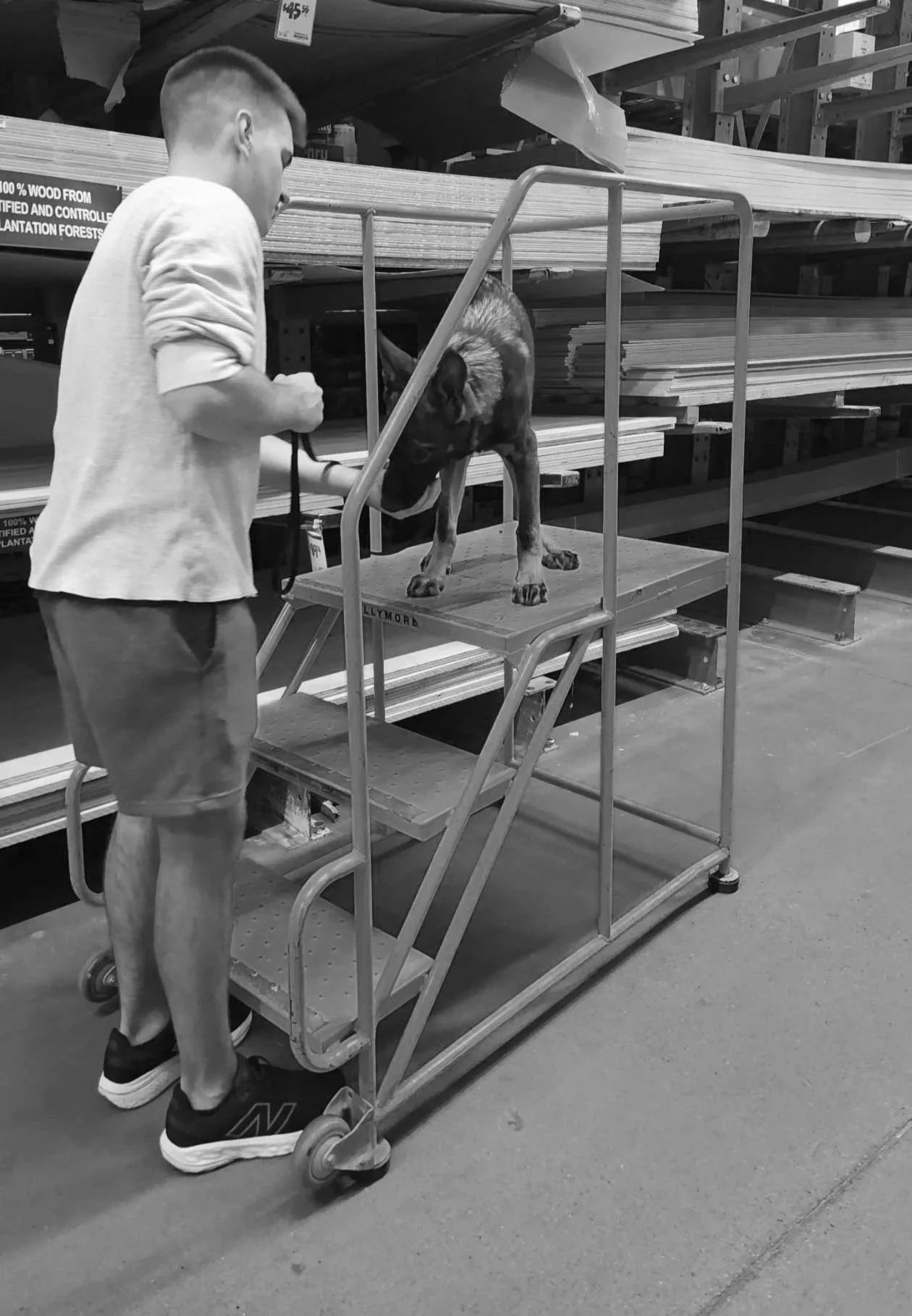 A person standing next to a dog on a cart at a hardware store aisle, with shelves of wood in the background.