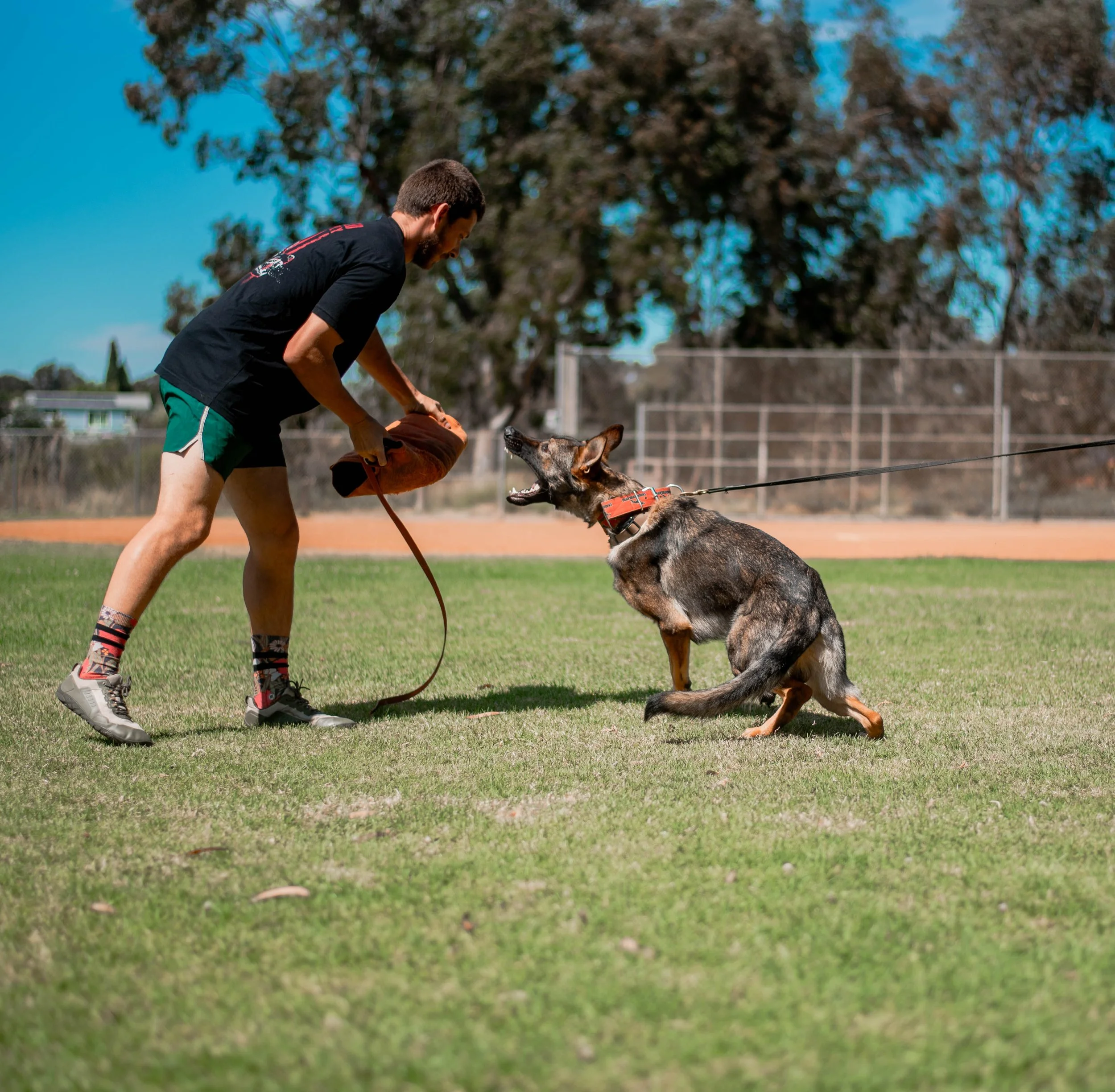 A man and a dog engaging in a training exercise on a grassy field. The man is holding a padded sleeve, and the dog is actively lunging towards it. The dog is on a leash, and the scene is set outdoors with trees and a fence in the background.