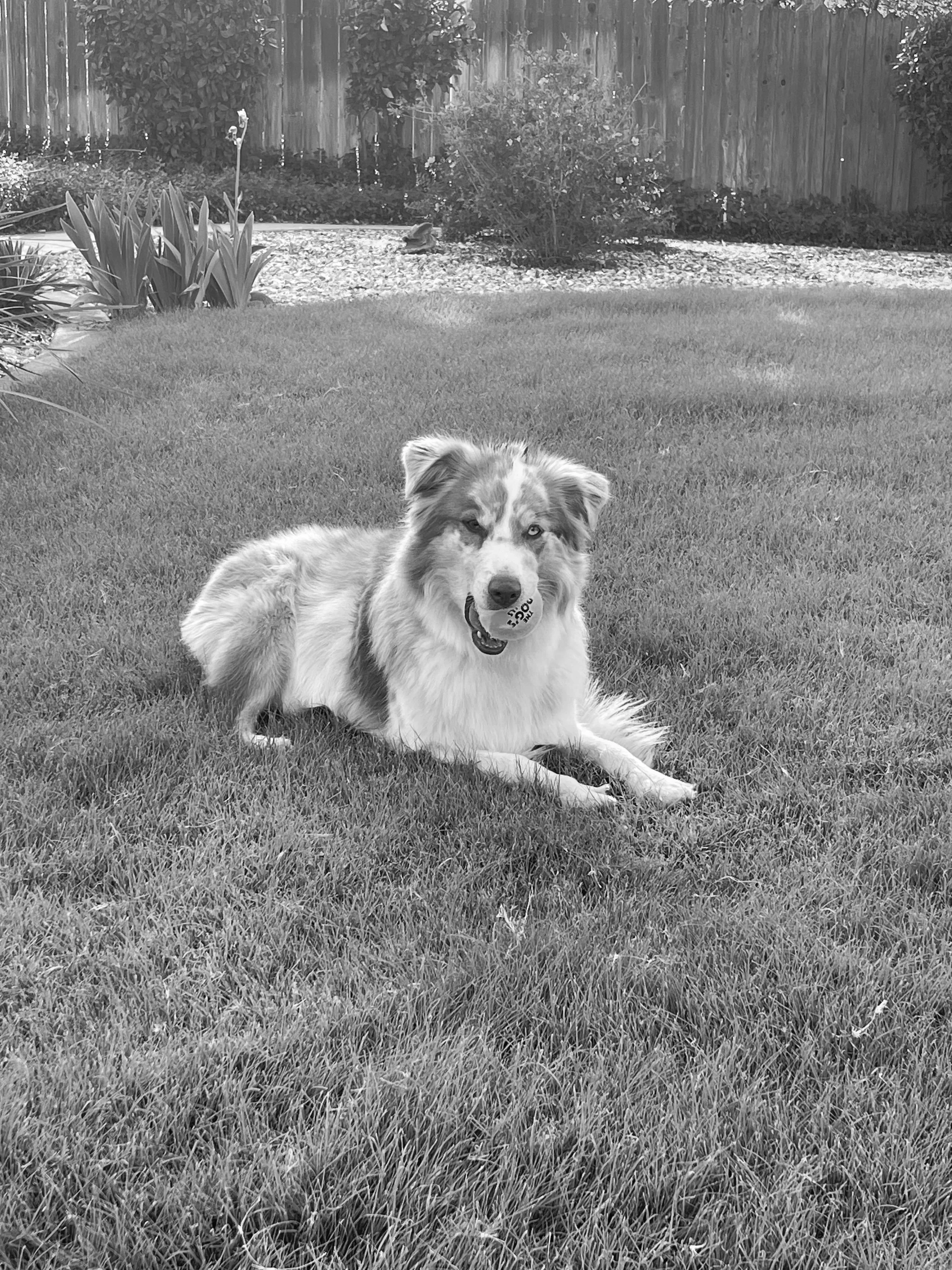 A dog lying on a grassy yard holding a ball in its mouth.