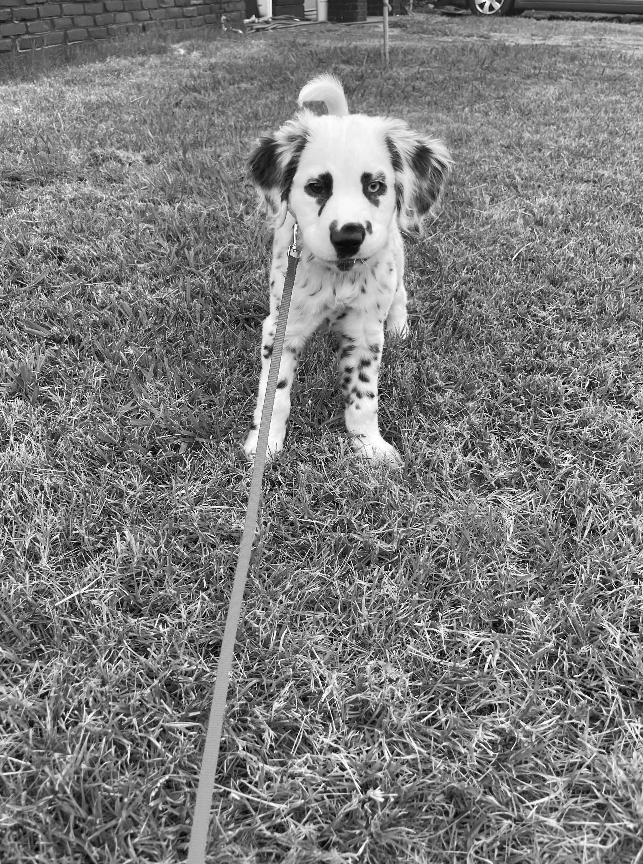 A black and white photo of a puppy with spots, standing on grass, with a brick wall in the background, attached to a leash.