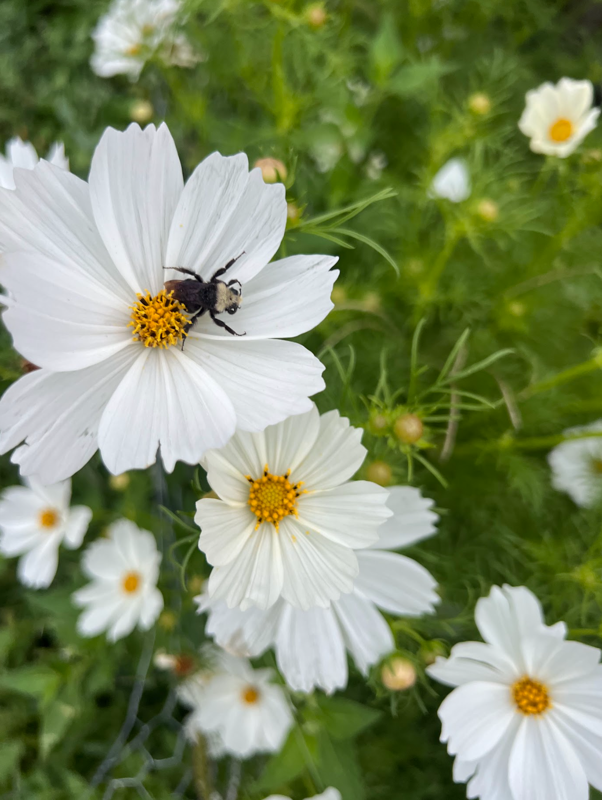 Close-up of a bee on a white daisy flower, with other daisies and green foliage in the background.