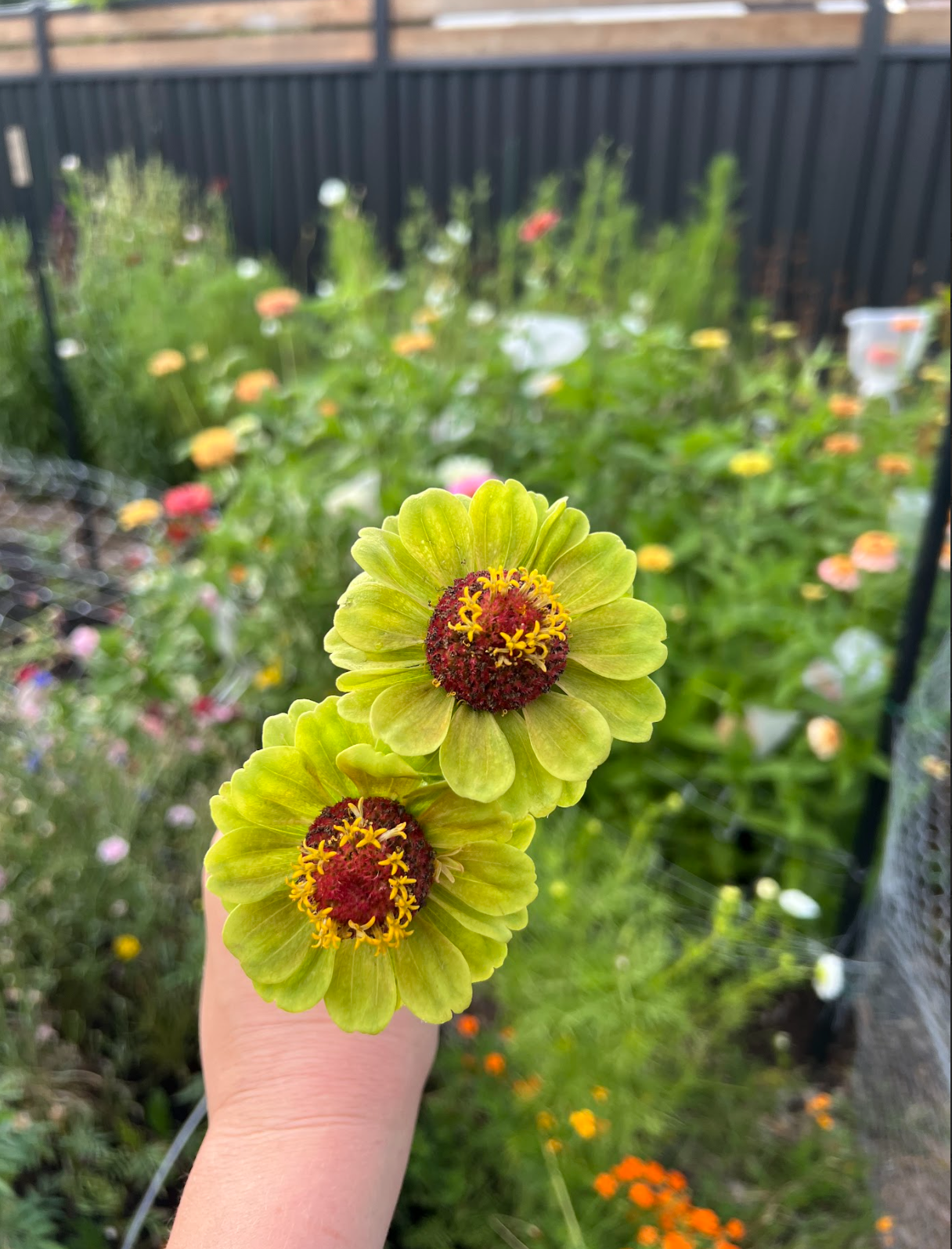 Close-up of two green flowers with red and yellow centers held by a hand in a garden, with a background of various colorful flowers and a black fence.