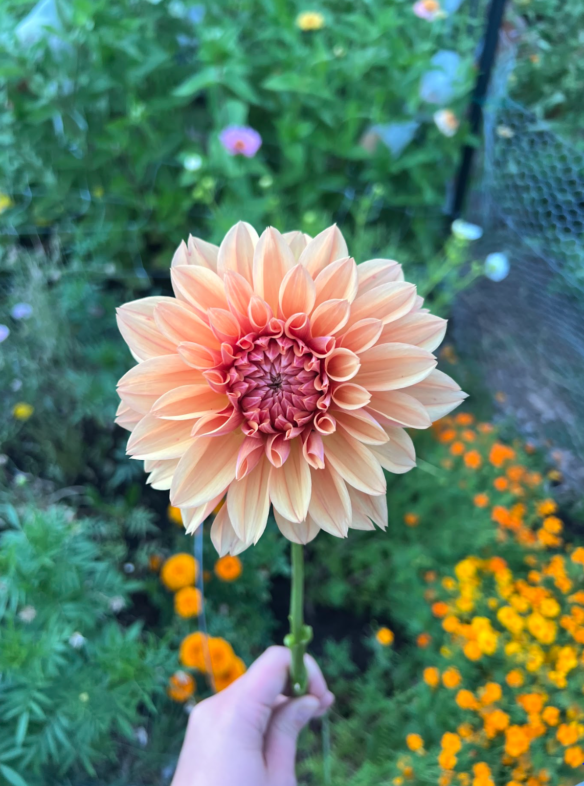A person holding a peach-colored dahlia flower with a green garden background with orange and yellow flowers.