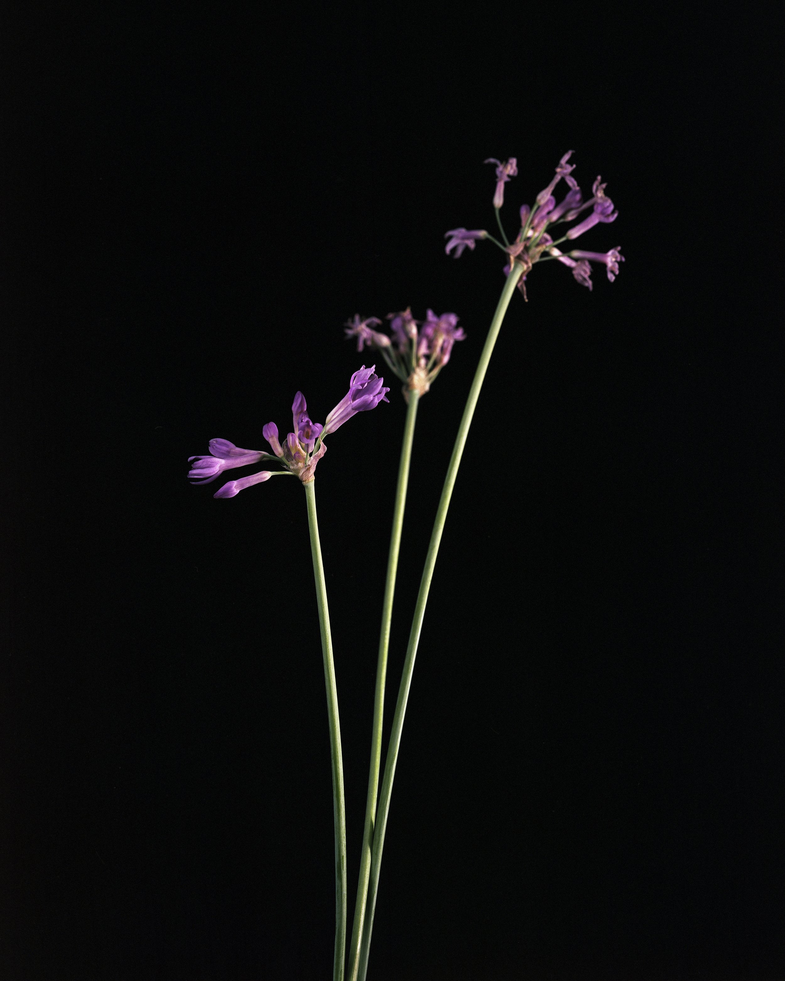 Untitled (3)-Edit.jpg