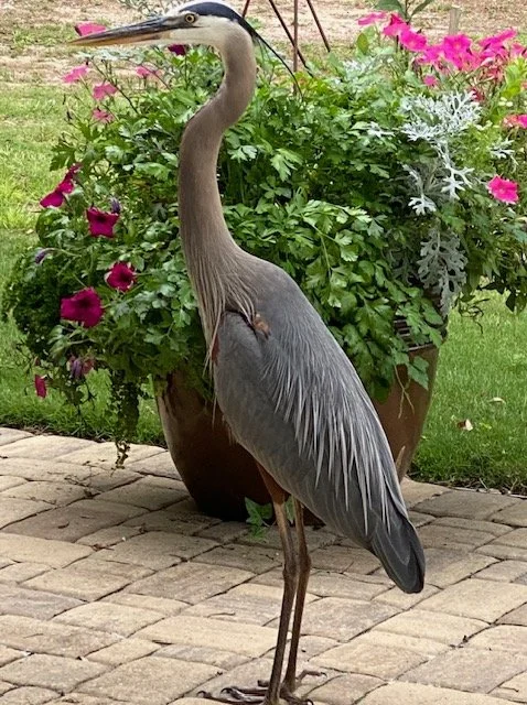 Charlie with flower pot.jpg