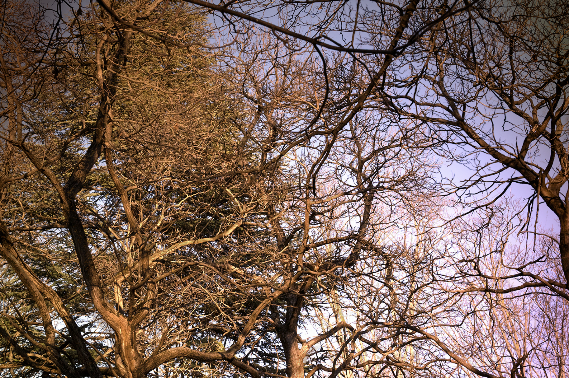 View of leafless tree branches against a sky with a pinkish sunset or sunrise glow.