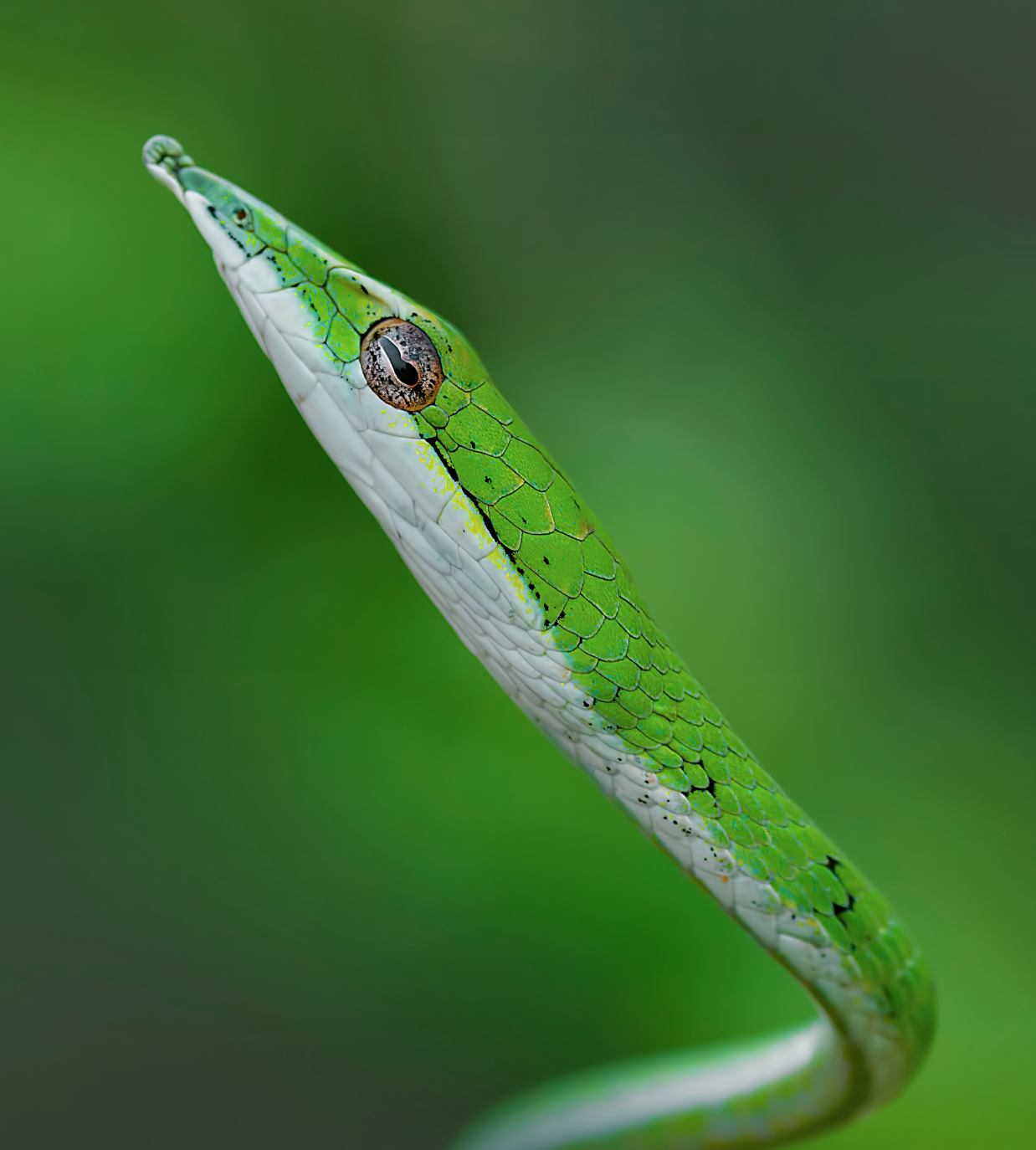 Close-up of a green snake with a white underside, resting on a branch, with one eye visible and detailed scales.