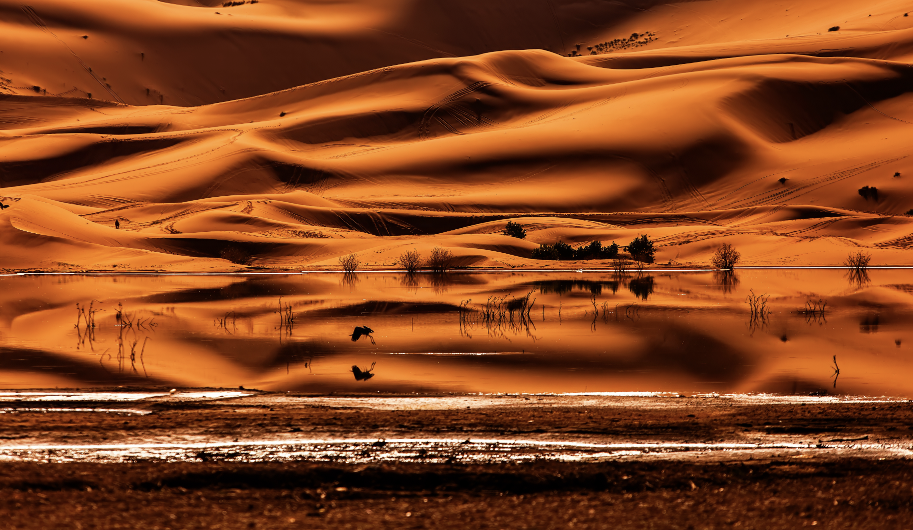 Dunes with a small lake or pond reflecting the orange sand dunes at sunset or sunrise, with sparse trees and some bird silhouettes.