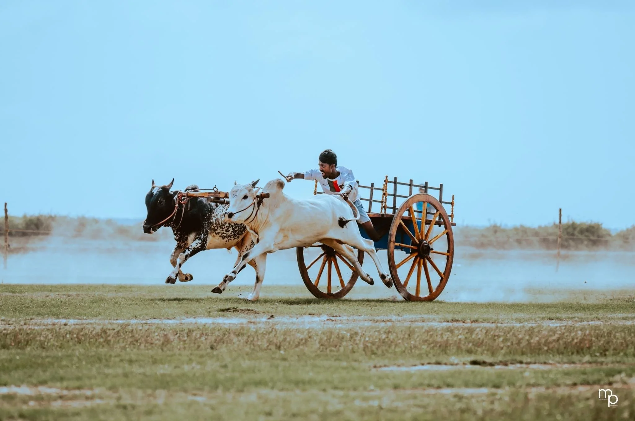 A man riding a horse-drawn cart running across a field with a clear blue sky in the background.