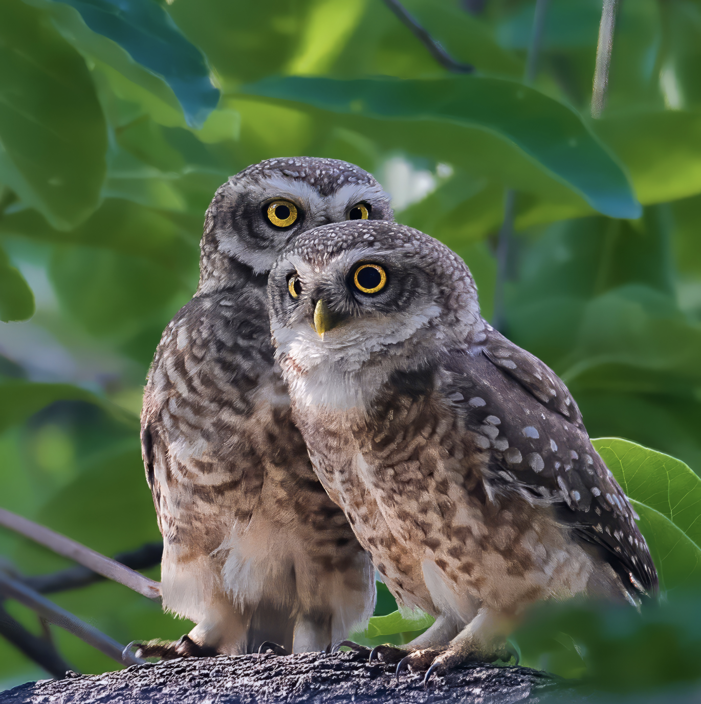 Two owls perched on a tree branch amidst green leaves.