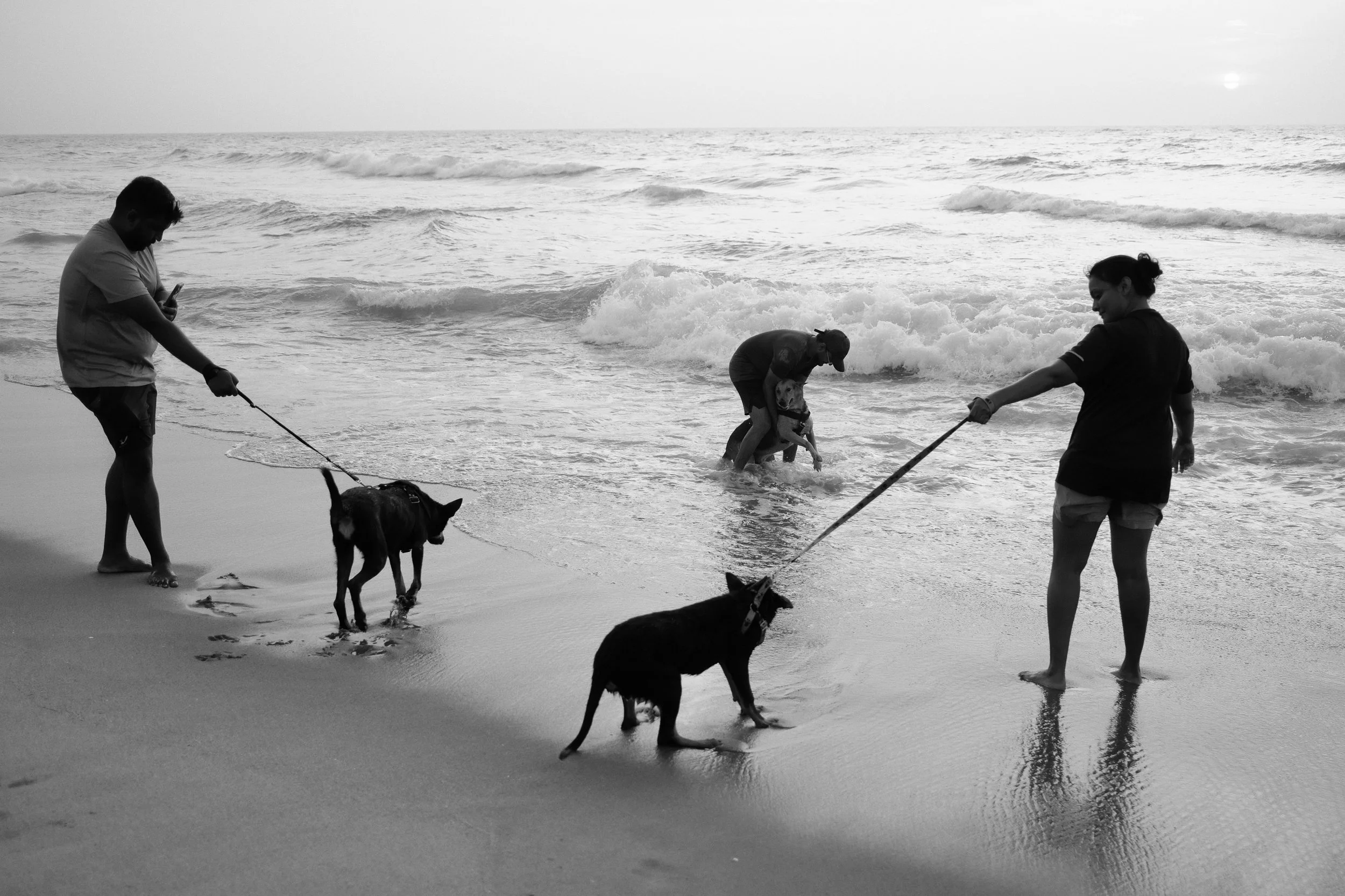 People walking dogs on the beach near the shoreline during the day.