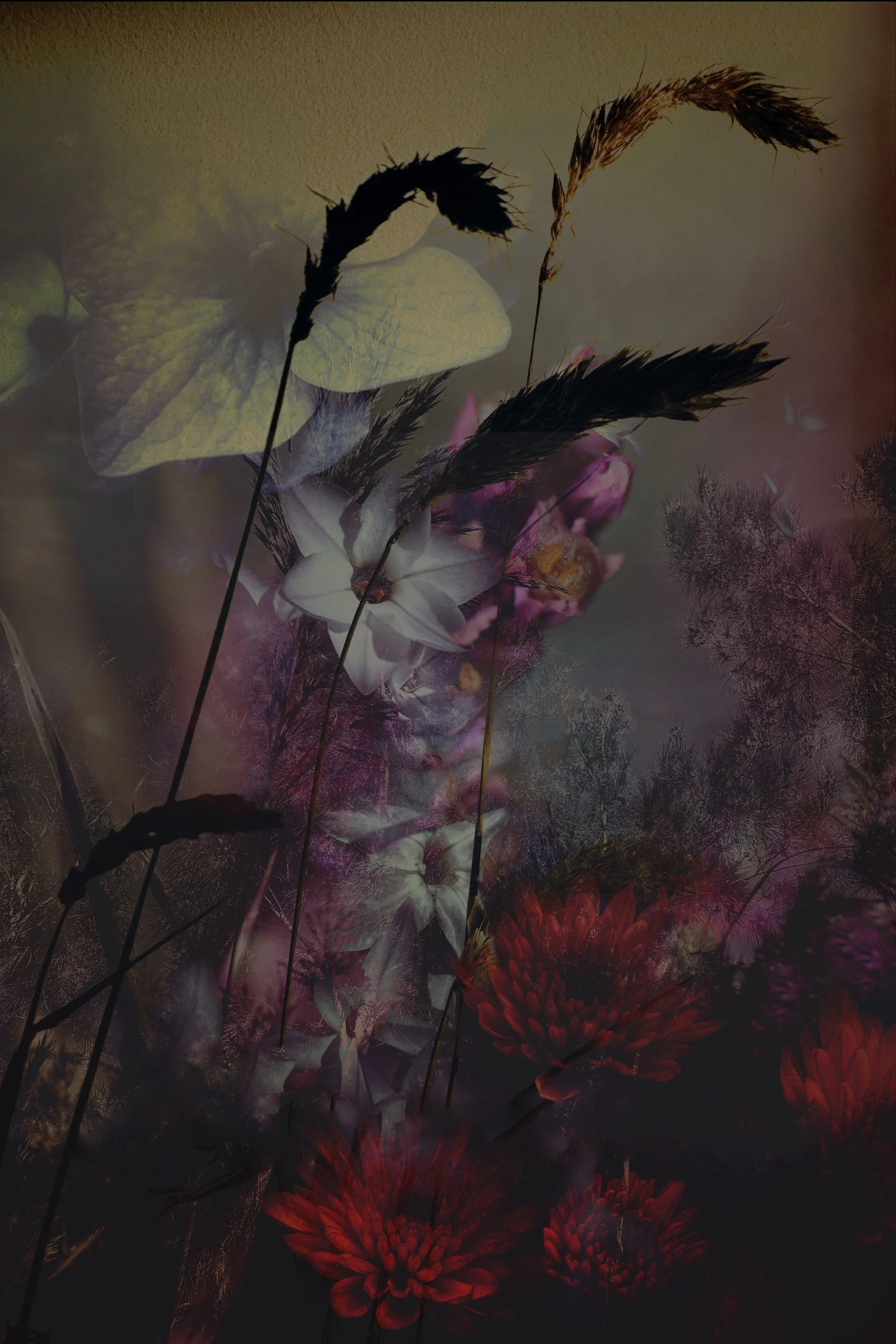 A collage of flowers and plants, including red flowers and tall grass, with a dark and moody background.