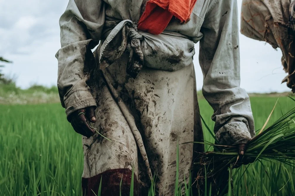 Farmer in muddy clothing harvesting rice in a green field.