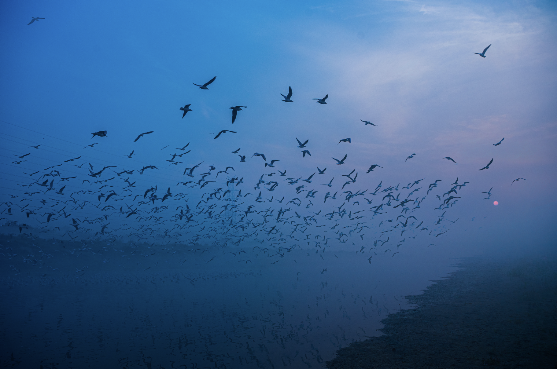 Flock of birds flying over a body of water with a misty horizon and a setting or rising sun