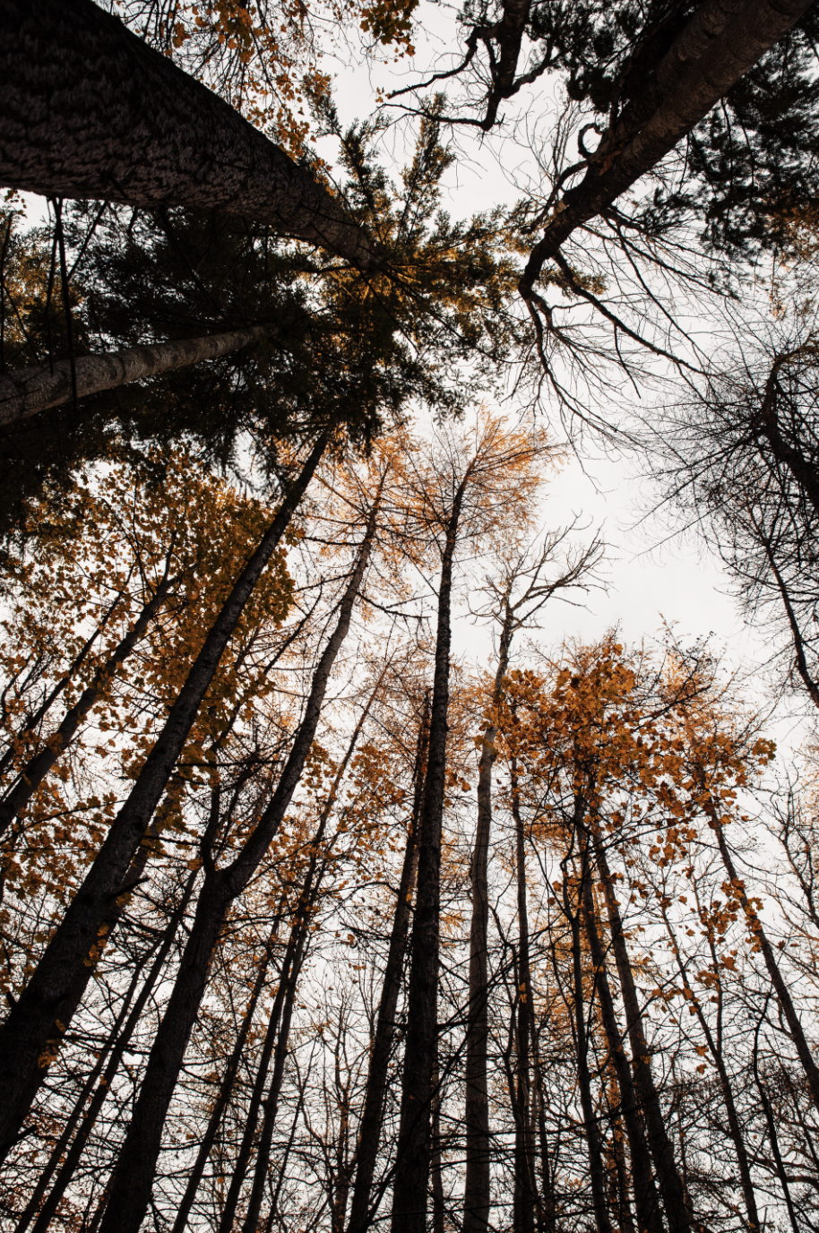 View looking up at tall trees with thin trunks and mostly bare branches, some with remaining orange and yellow leaves, under a cloudy sky.