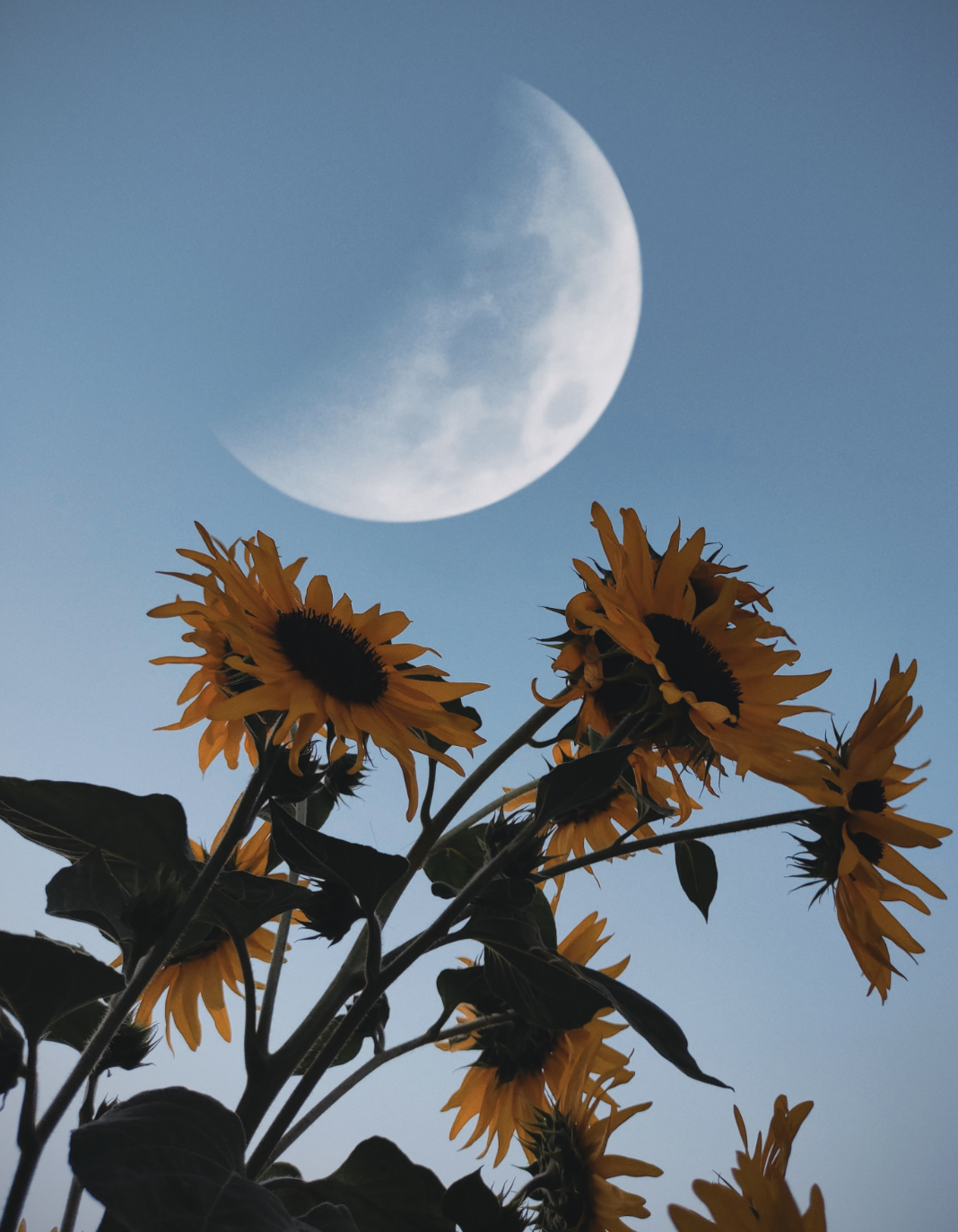 Sunflowers in the foreground with the moon visible in the early evening sky.