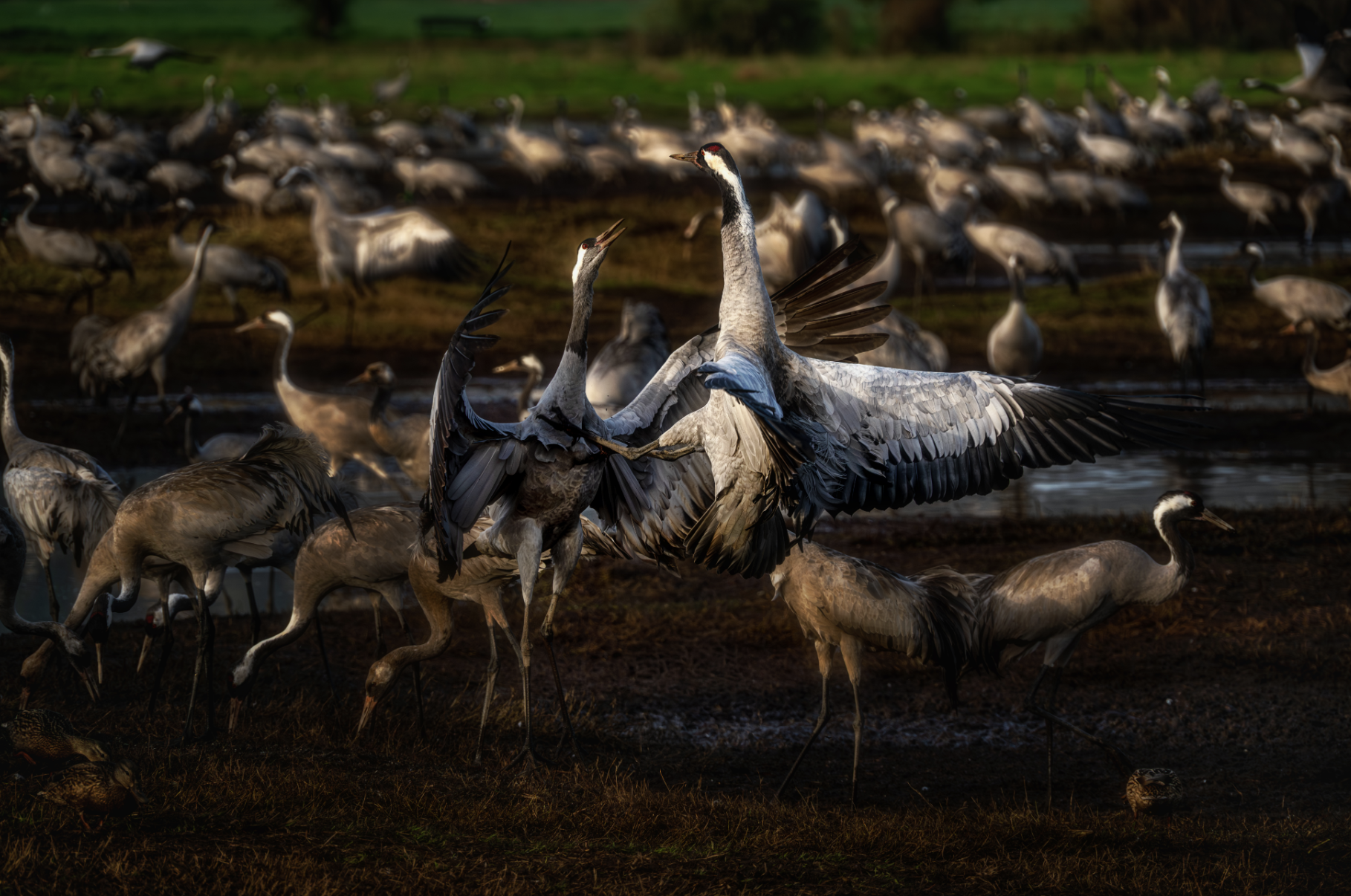 A group of cranes on a wetland, with two cranes in the center fighting, wings spread, while others stand nearby. The background shows a green landscape and a body of water.