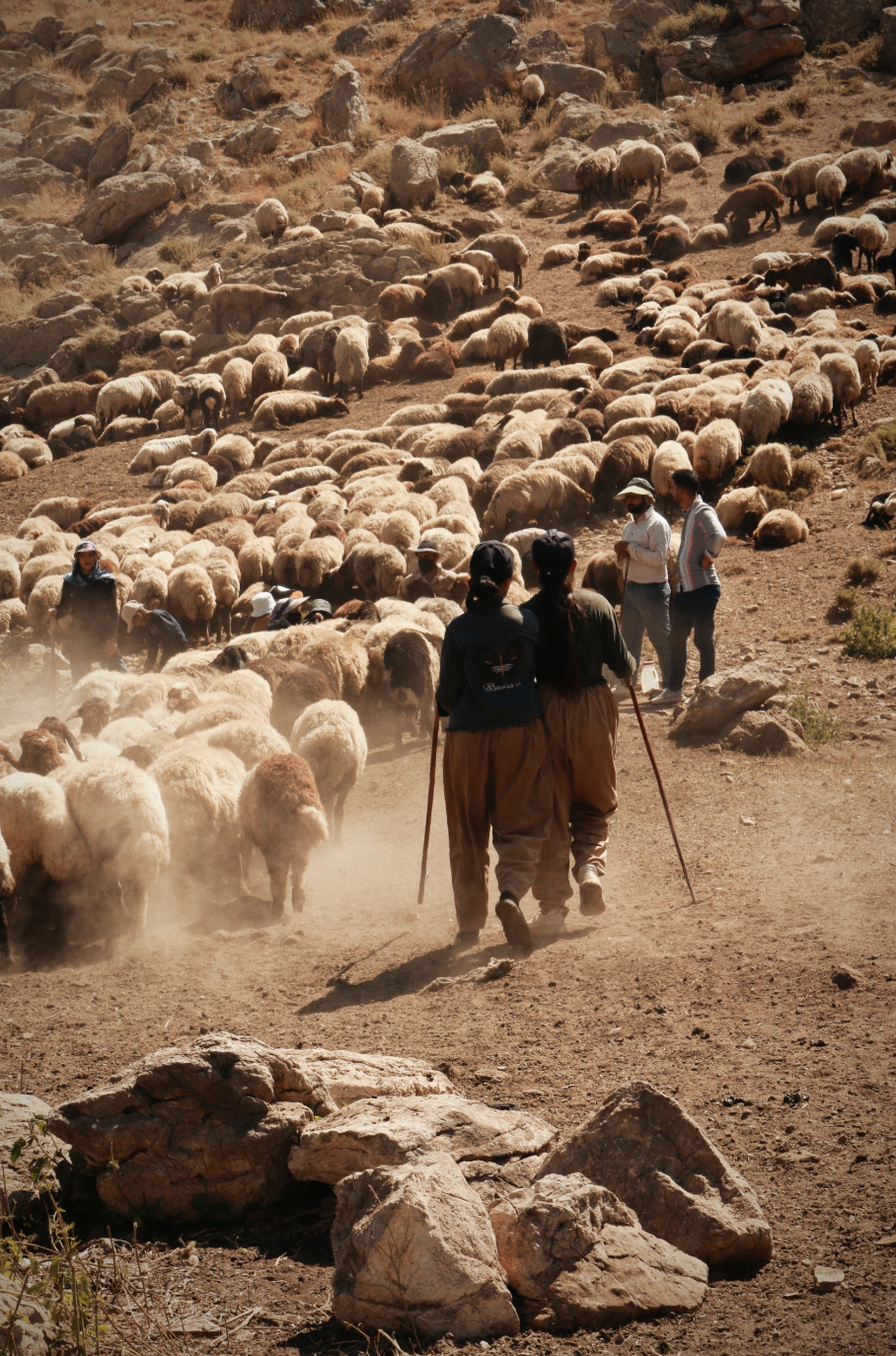 People herding sheep across a dry, rocky hillside with multiple sheep and shepherds, some carrying sticks, under a clear sky.