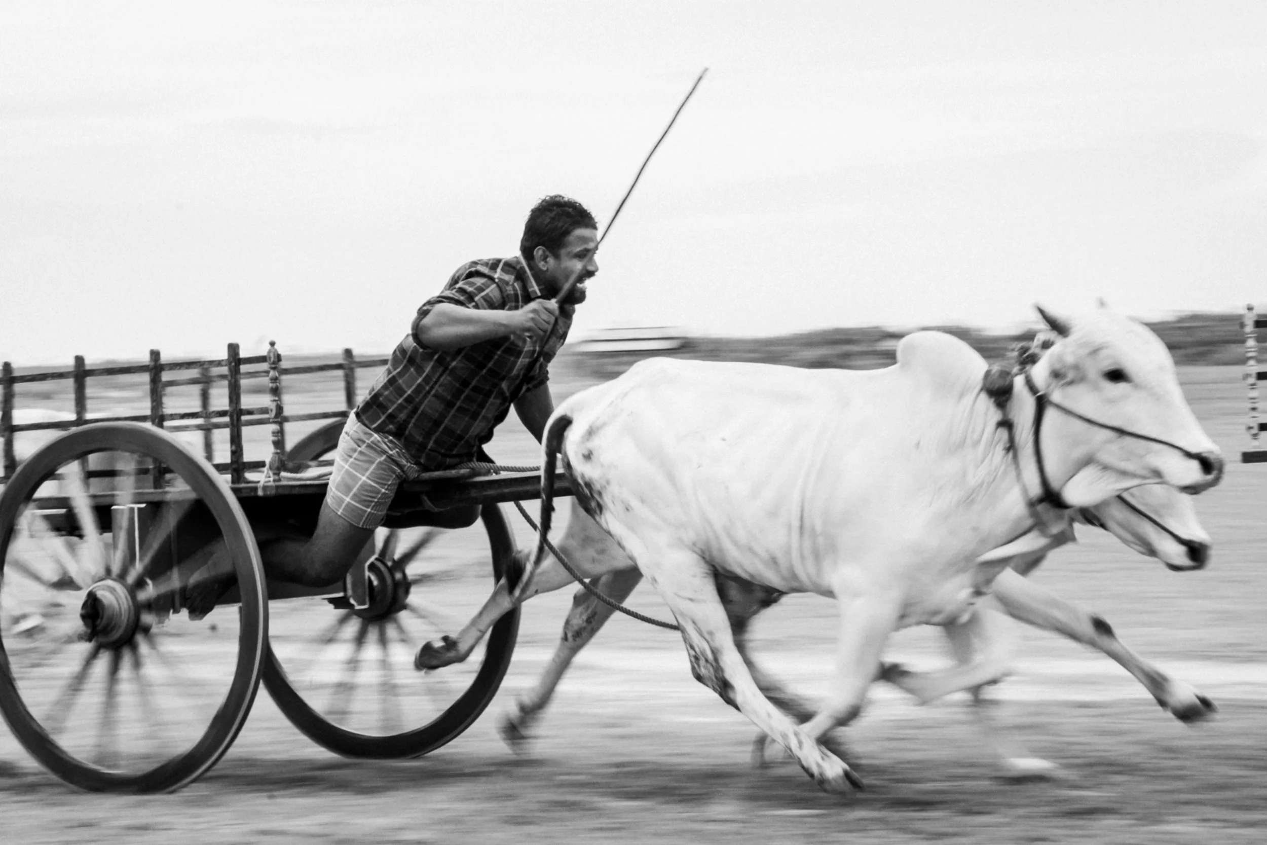 A man in a plaid shirt and shorts riding a horse-drawn cart, yelling and holding a whip, as the horse runs fast across an open area with fences in the background.