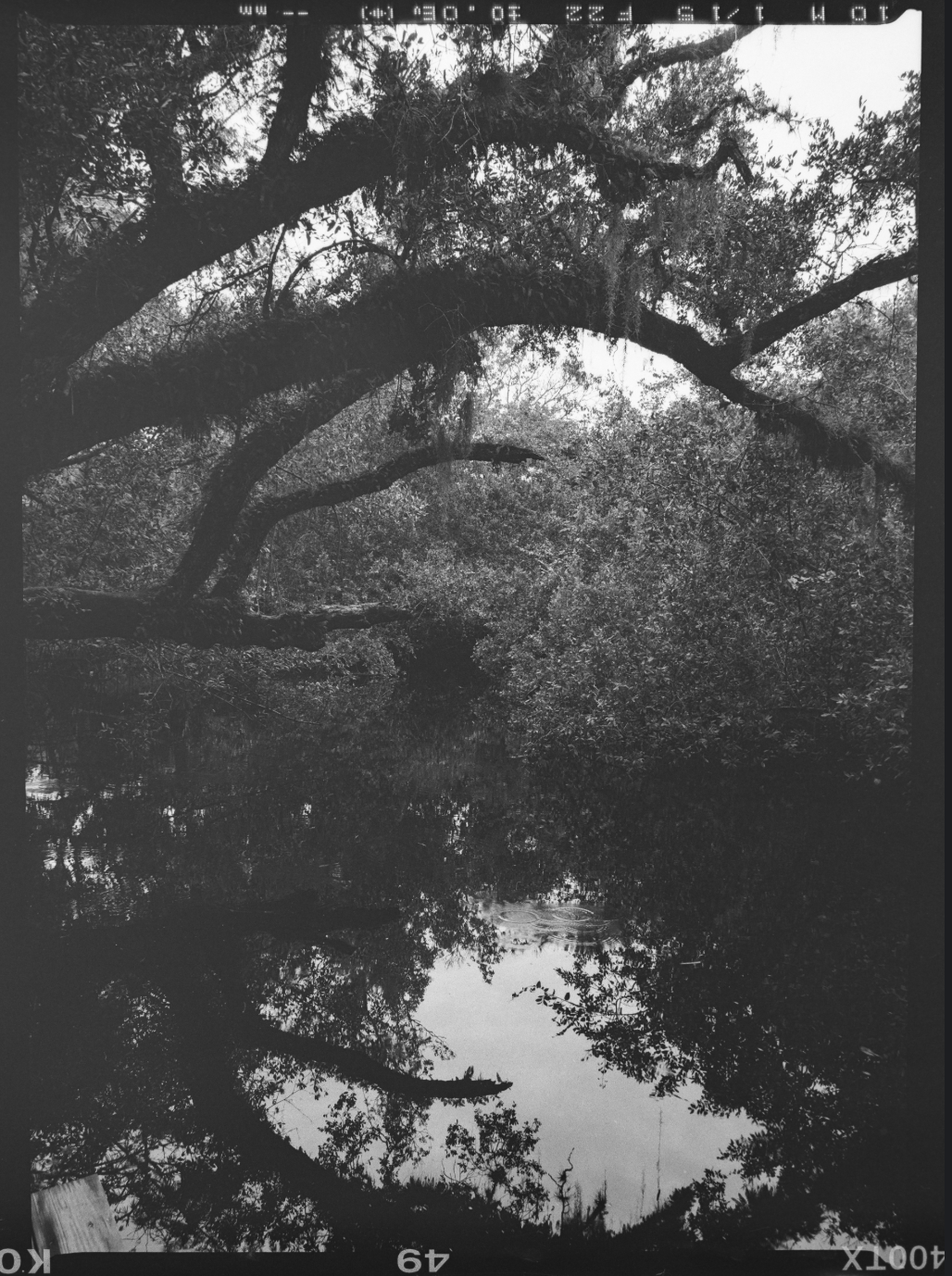 Black and white photograph of a large tree with sprawling branches overhanging a calm body of water, reflecting the tree and surrounding foliage.