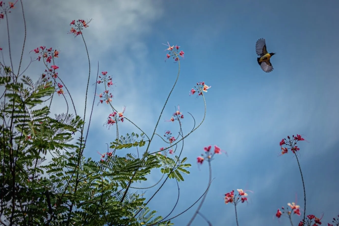 A blue sky with a small bird flying near pink flowers and green fern-like leaves.
