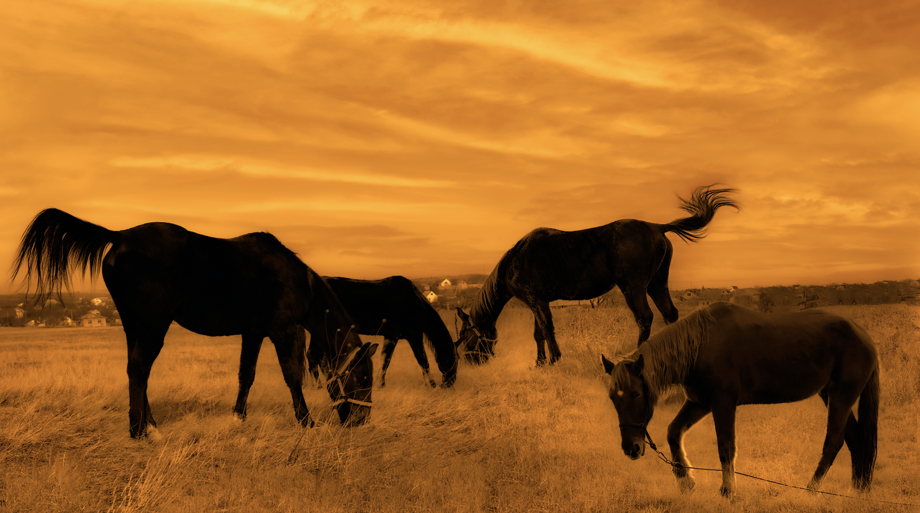 Horses grazing in a field during sunset with an orange sky and distant houses.
