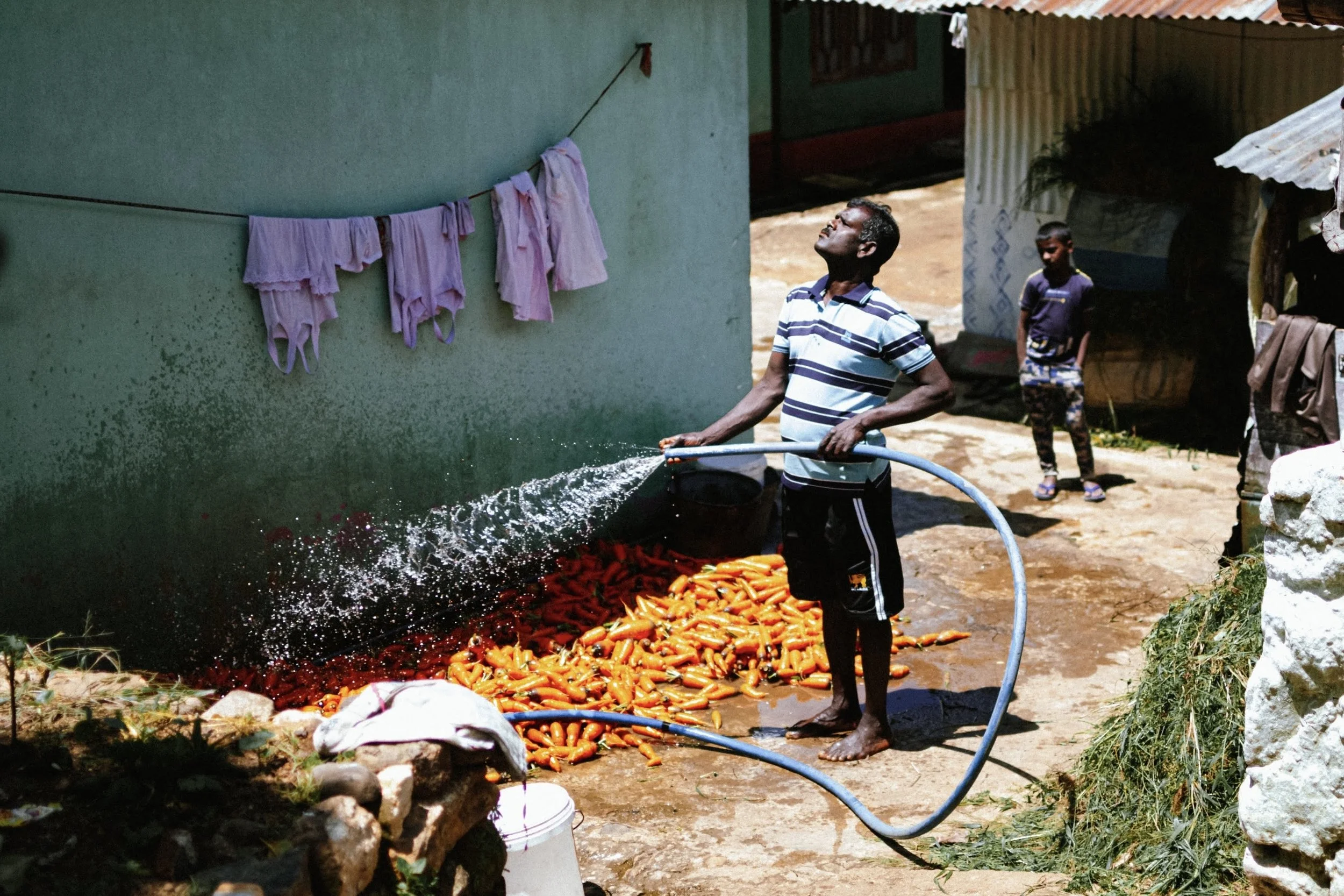 Man watering a large pile of carrots with a hose in an outdoor setting near a green wall, with two children in the background, and laundry hanging on a line.