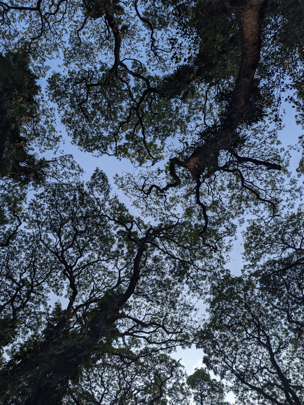 Looking up at the canopy of trees with twisting branches and green leaves against a blue sky.