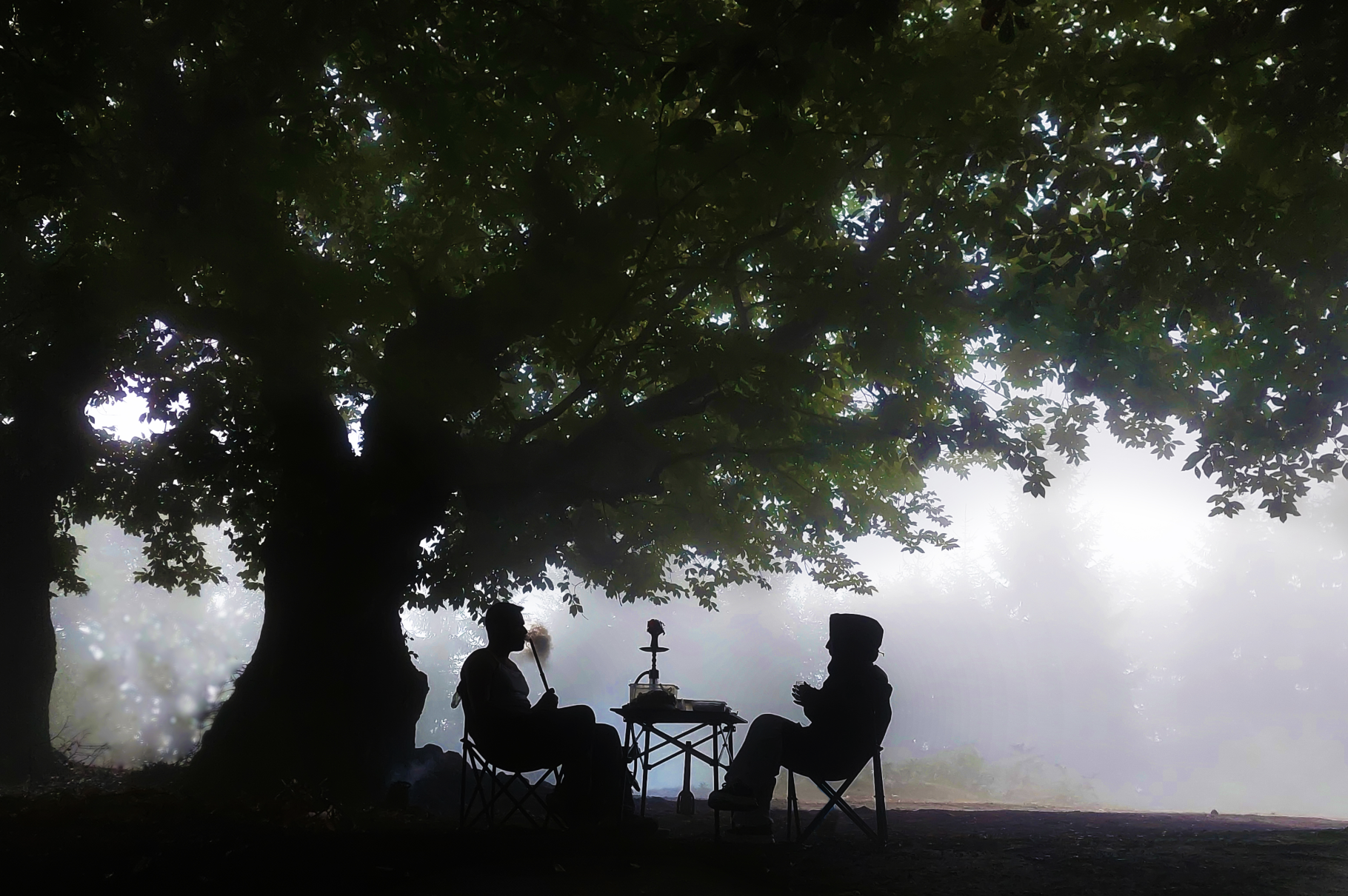 Silhouettes of two men sitting at a table under a large tree with dense foliage, with a hookah on the table, in a misty outdoor setting.