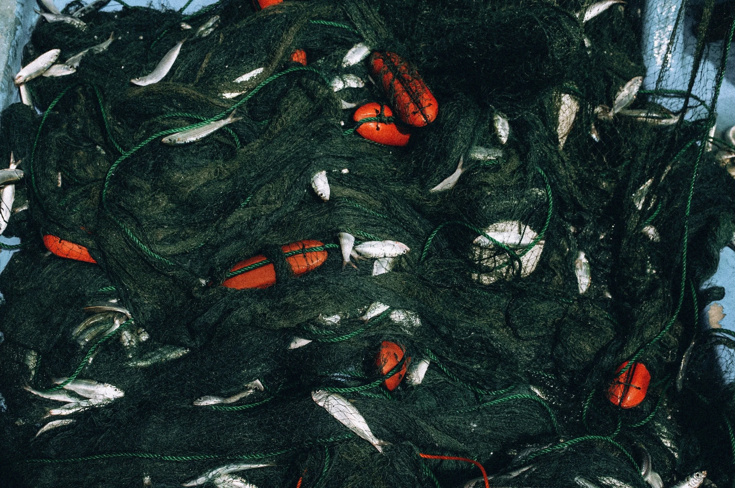 A tangled fishing net containing several fish and orange fishing floats.