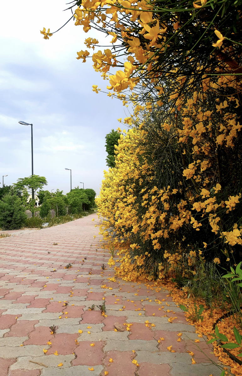 A sidewalk lined with vibrant yellow flowering bushes on the right, a cloudy sky overhead, and a few streetlights and trees in the background.