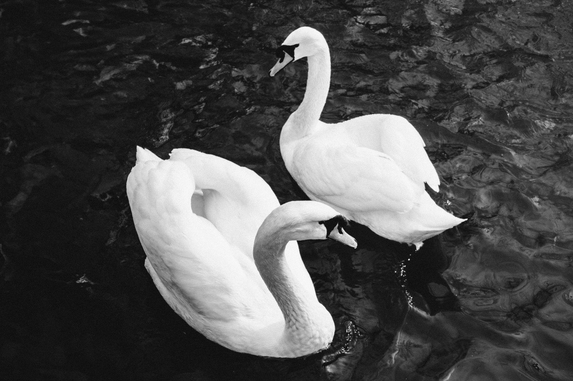 Three swans swimming in a dark water body, with two facing towards each other and one with its head turned away. The swans are predominantly white.