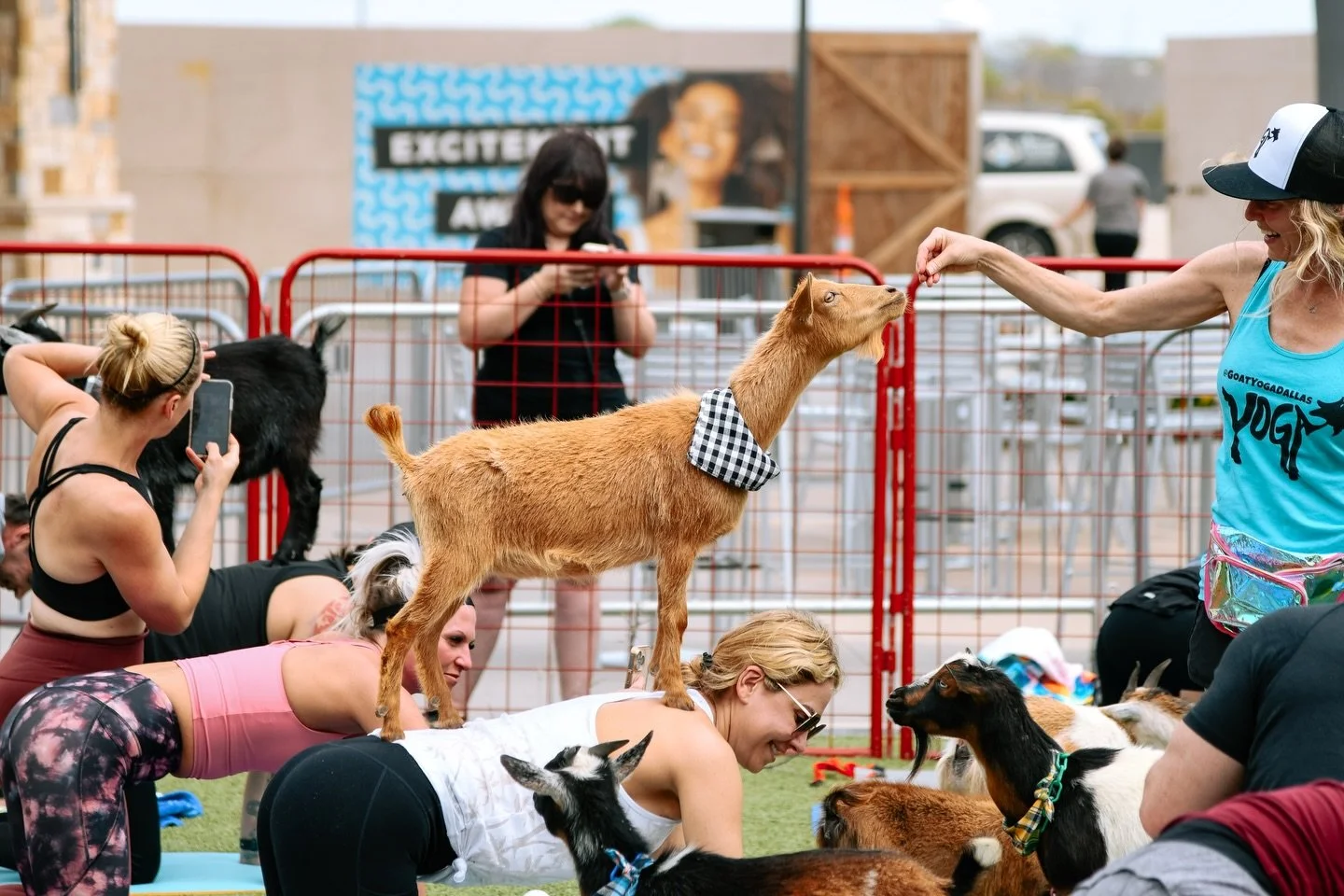 Goat Yoga 🧘🏼&zwj;♀️🐐