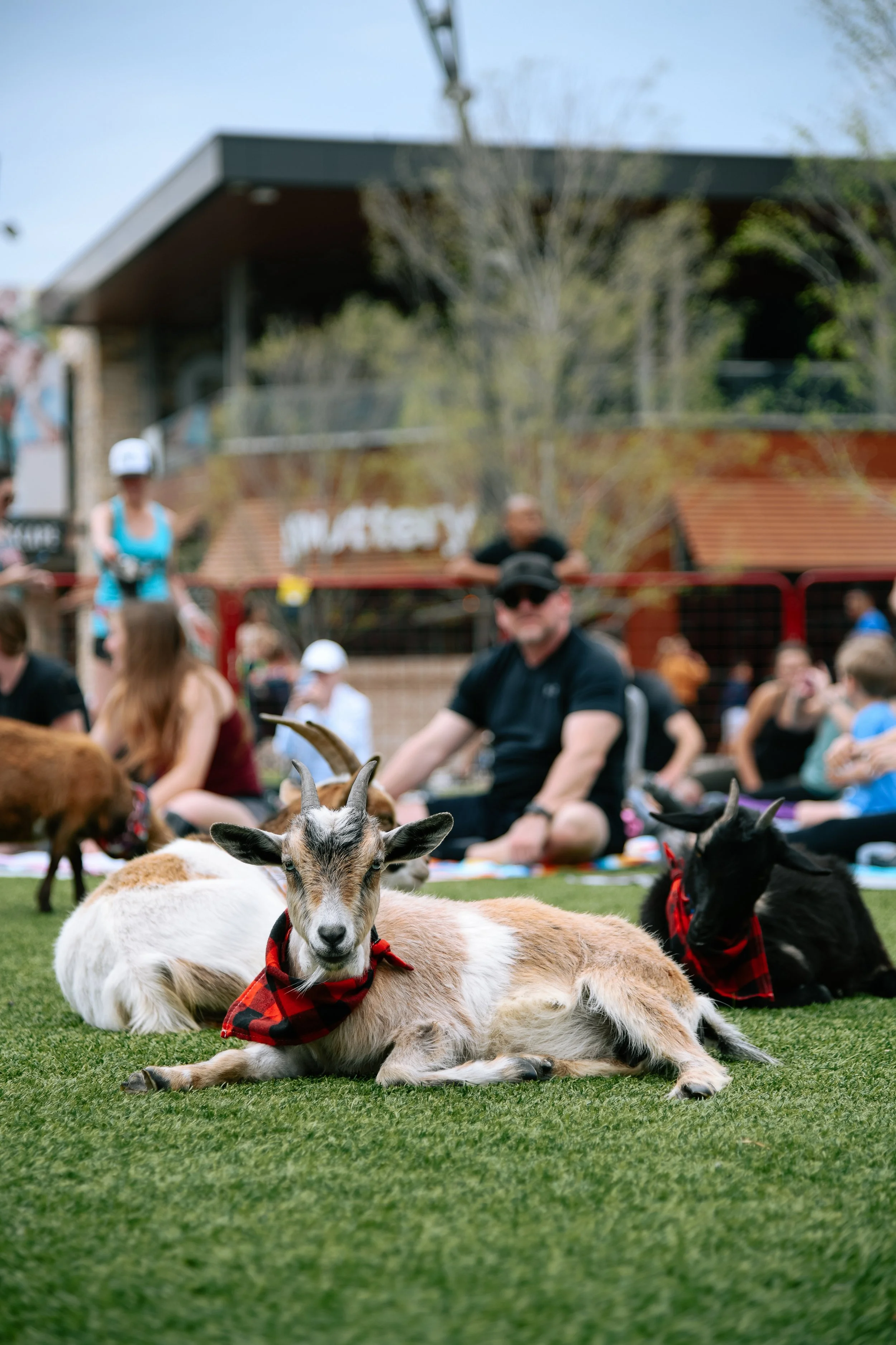 goat yoga-29.jpg