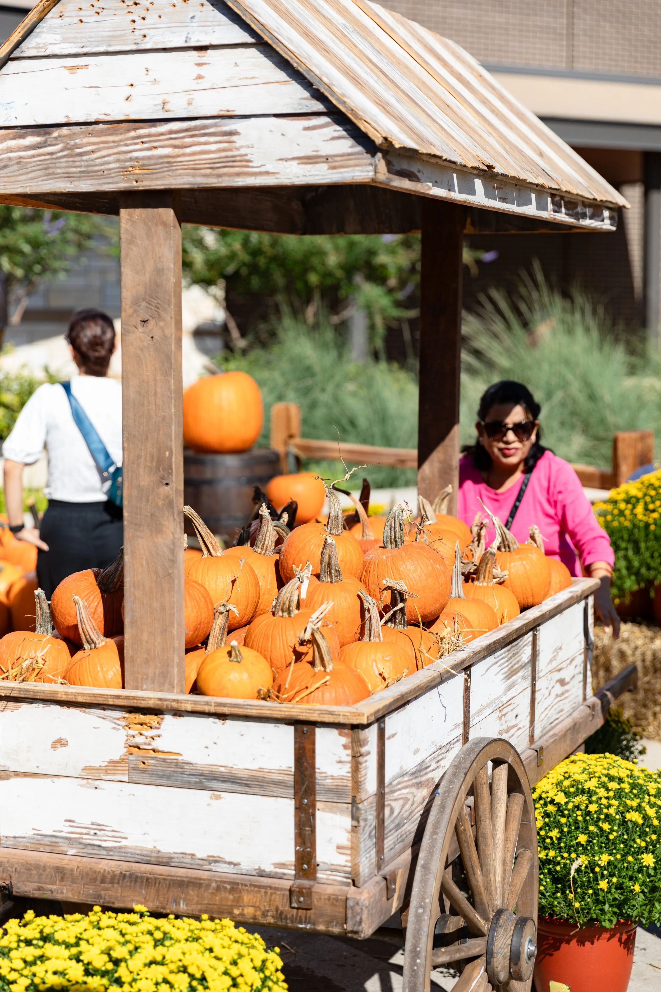 Pumpkin Patch Photo Op