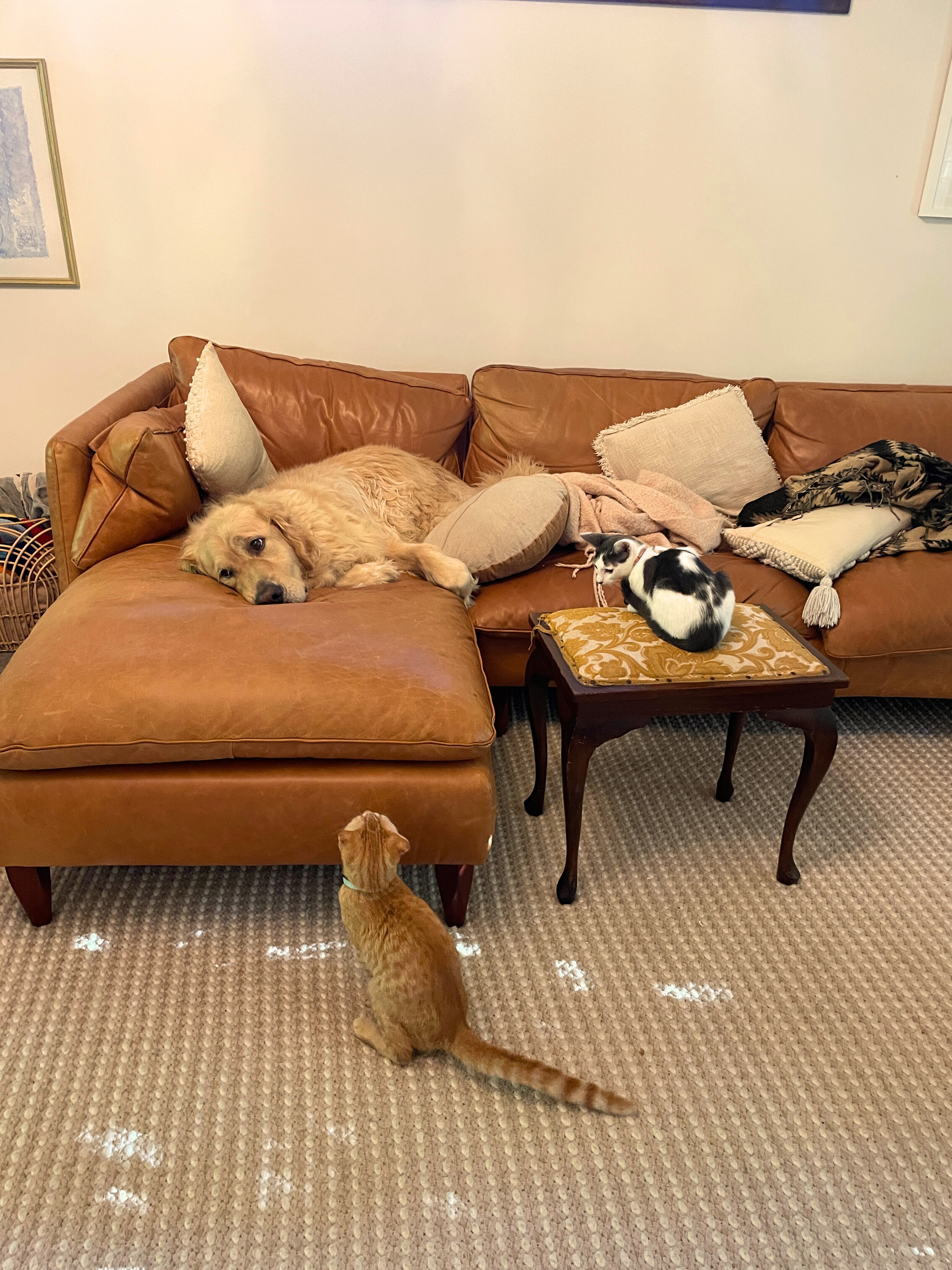 A brown leather sofa with several pillows and blankets, a dog lying down on the sofa, and a black and white cat sitting on a small table in front of the sofa. A ginger cat is sitting on the carpet near the sofa, and a small orange cat is partially visible at the bottom of the image.