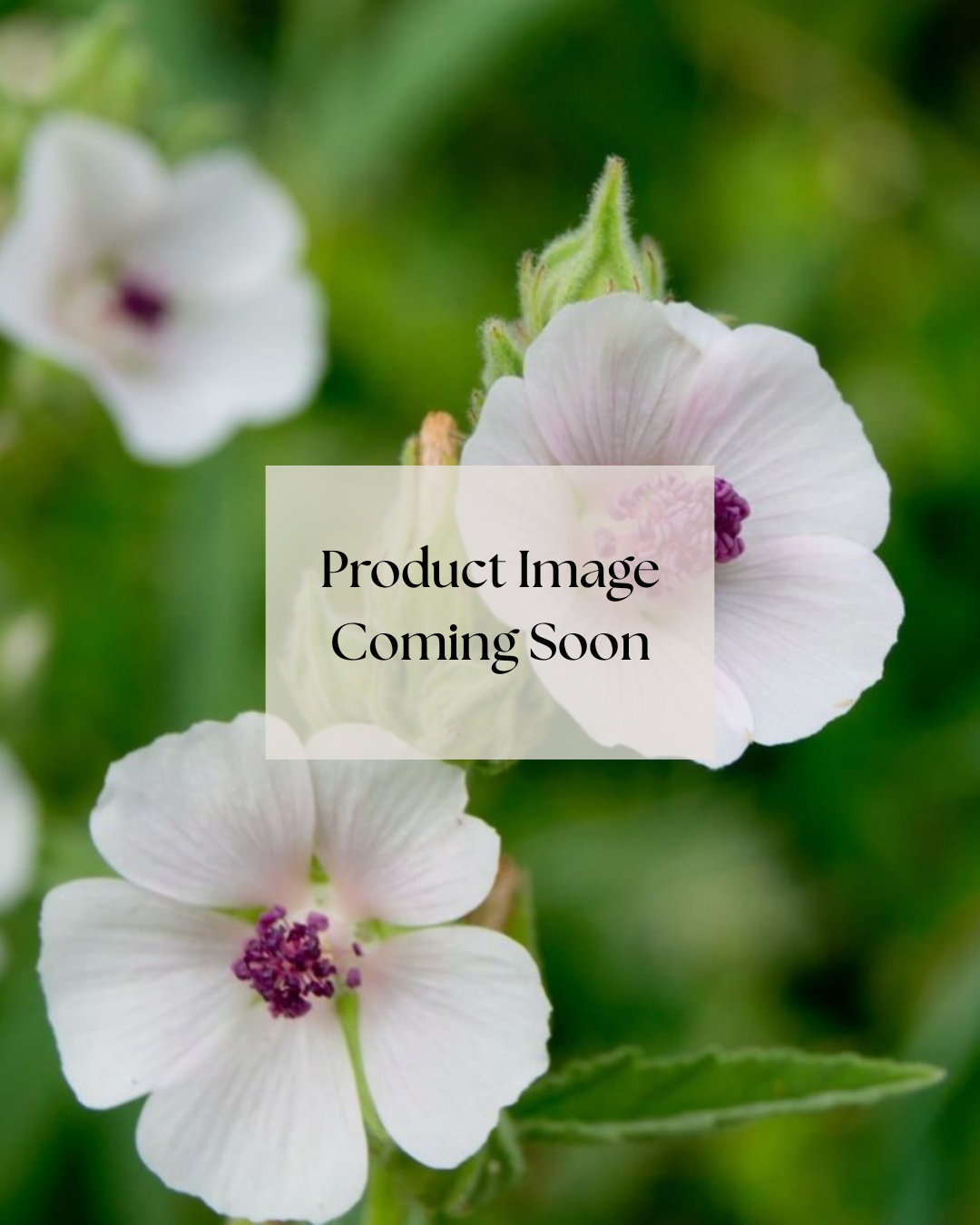 Mother Mallow Herbal Electrolytes