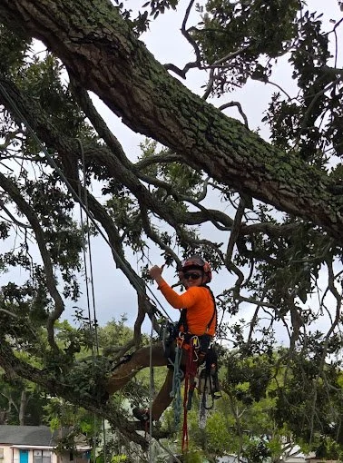 max in a tree 2.jpg