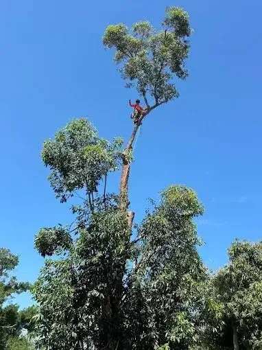 Professional Arborist Tree Care