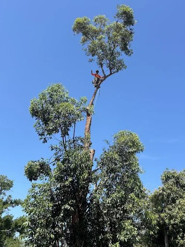 max in a tree 3.jpg