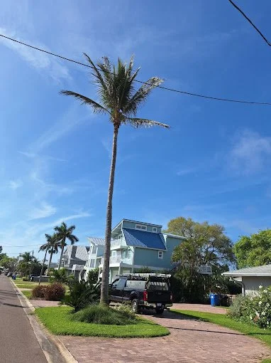 cleaned palm 1 .jpg